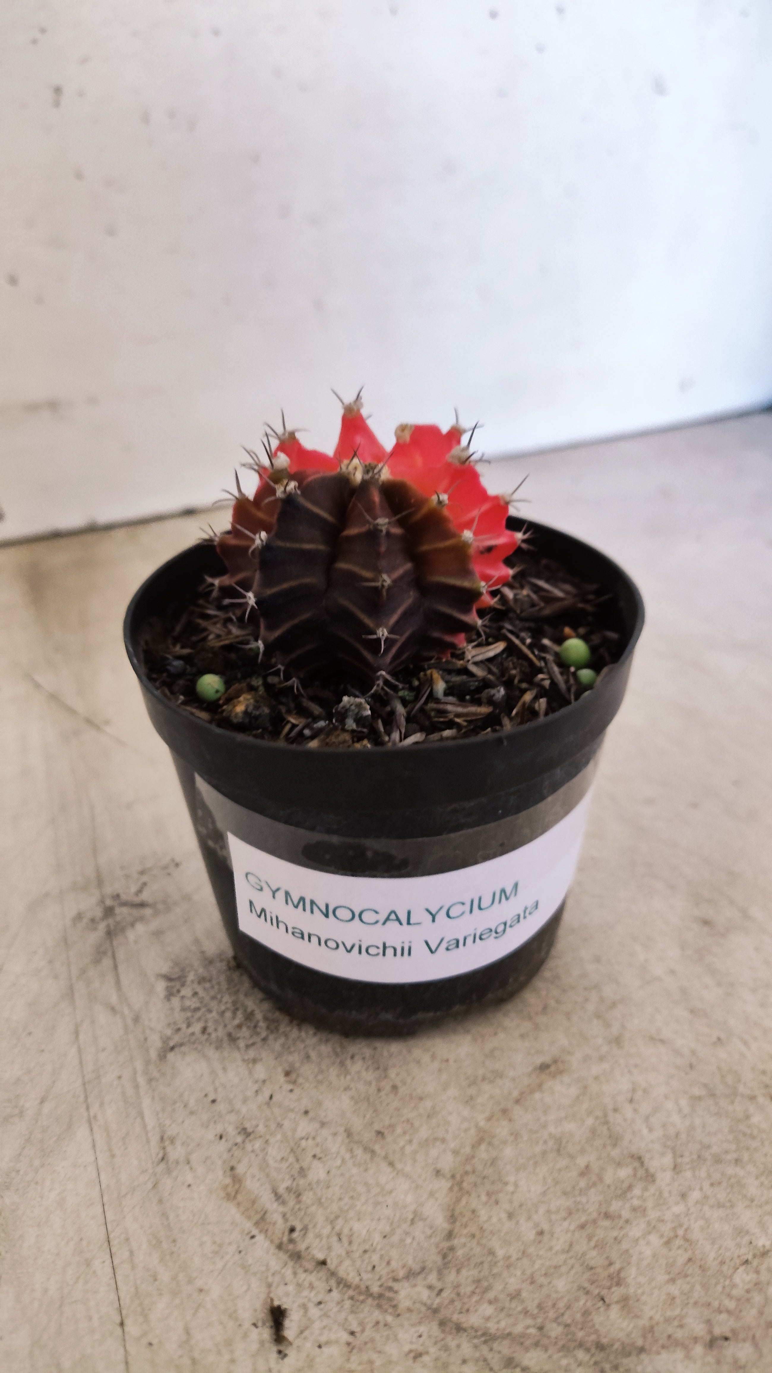 GYMNOCALYCIUM Mihanovichii "Variegata" Nº 700 – vaso 09