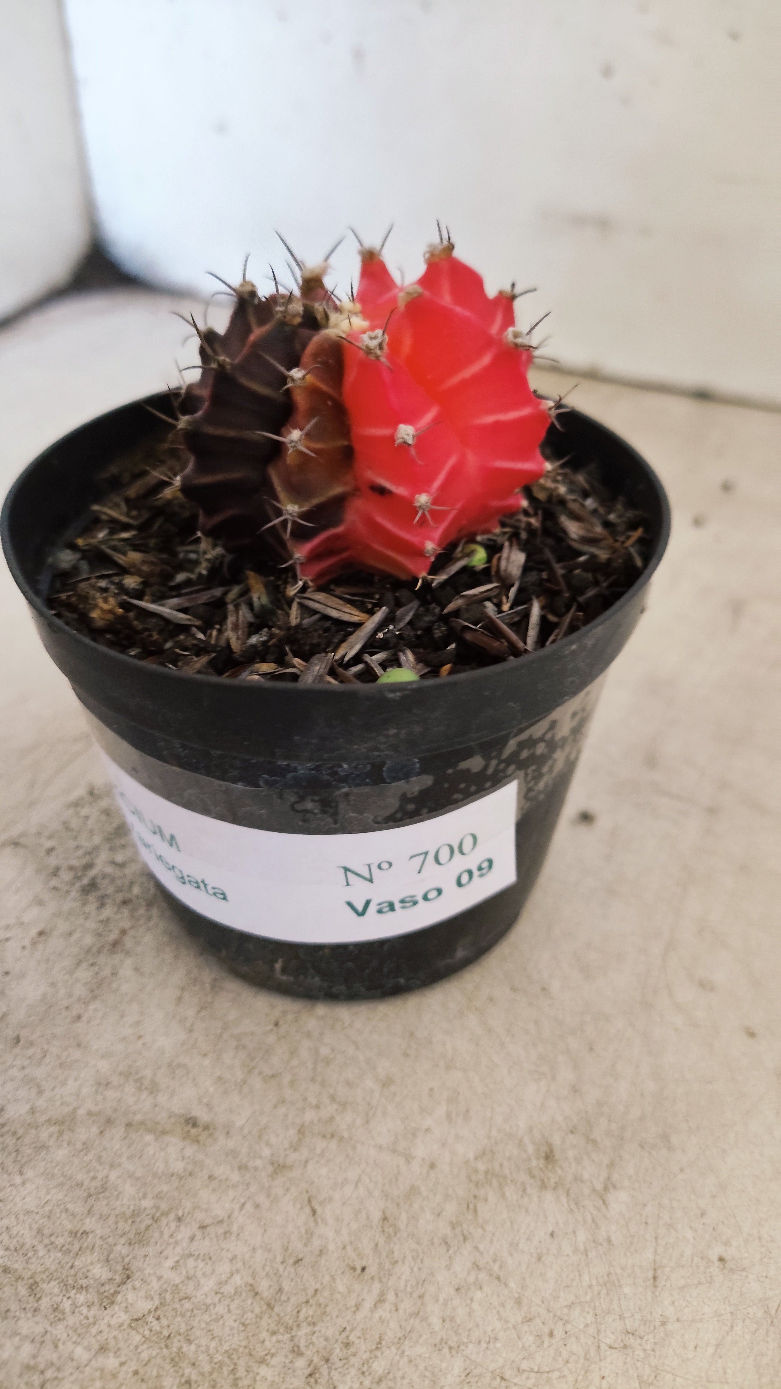 GYMNOCALYCIUM Mihanovichii "Variegata" Nº 700 – vaso 09