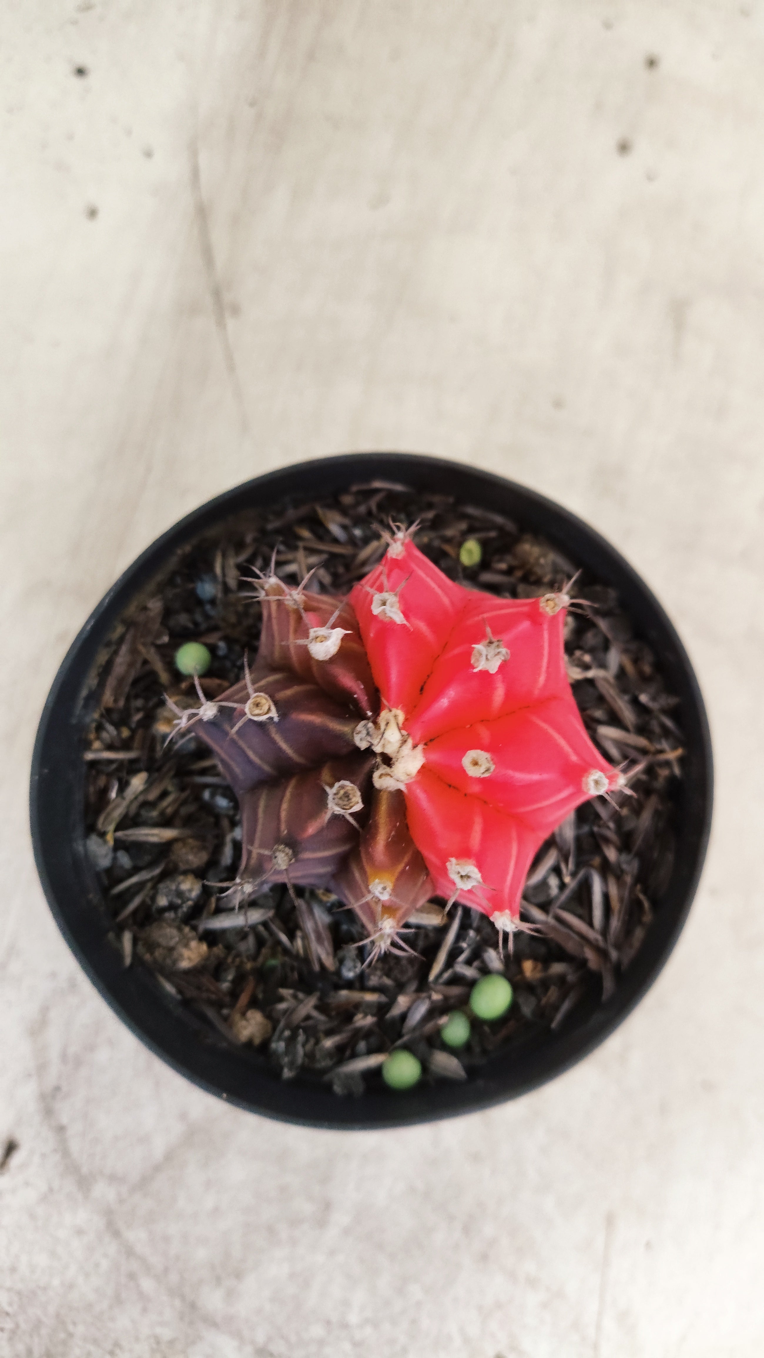 GYMNOCALYCIUM Mihanovichii "Variegata" Nº 700 – vaso 09