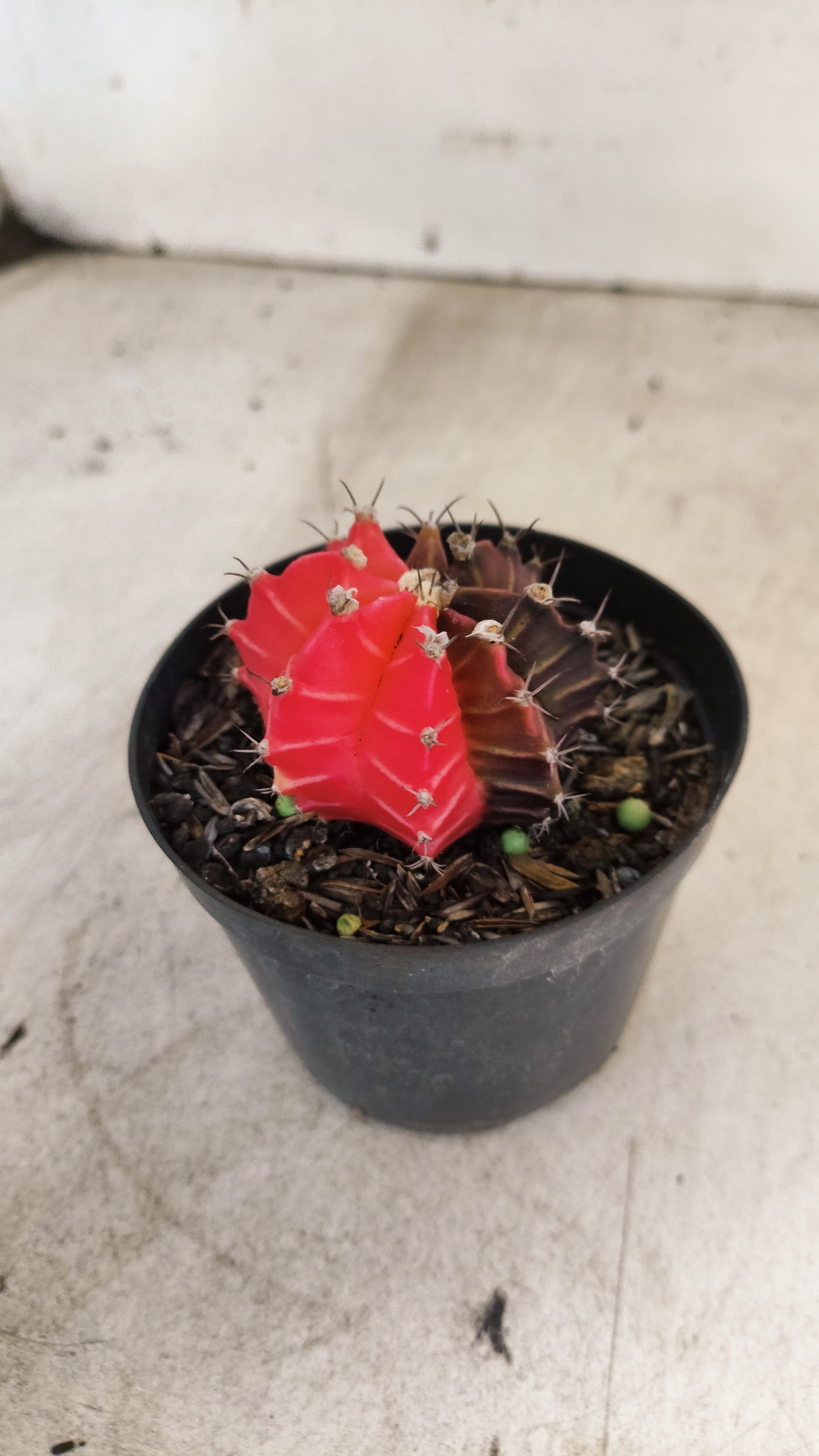 GYMNOCALYCIUM Mihanovichii "Variegata" Nº 700 – vaso 09