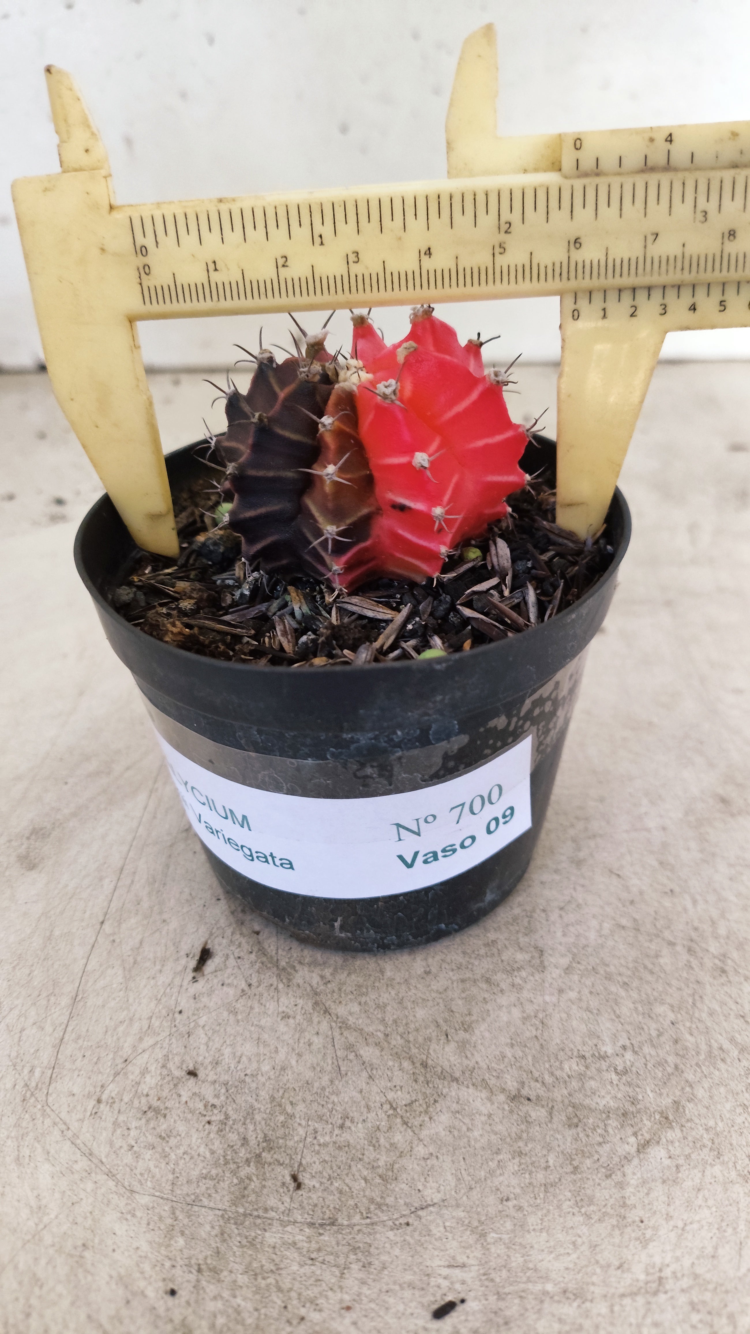 GYMNOCALYCIUM Mihanovichii "Variegata" Nº 700 – vaso 09