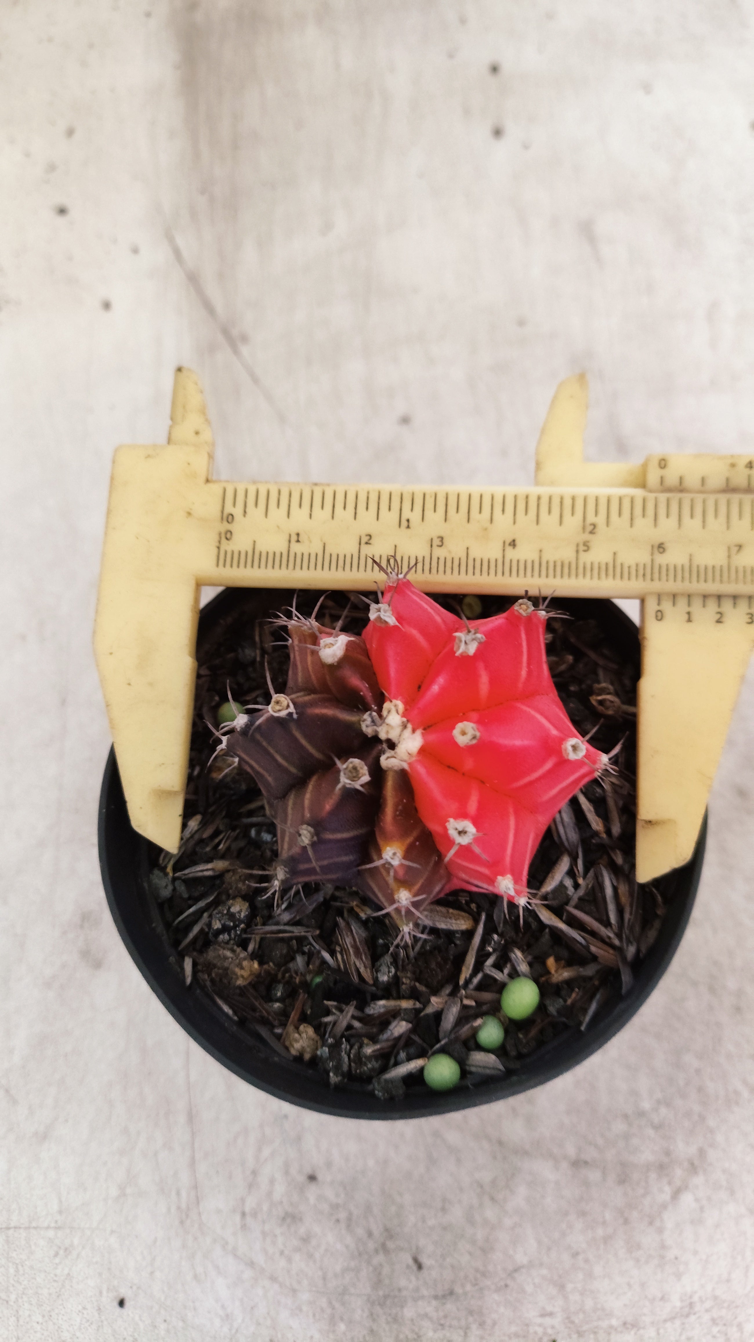 GYMNOCALYCIUM Mihanovichii "Variegata" Nº 700 – vaso 09