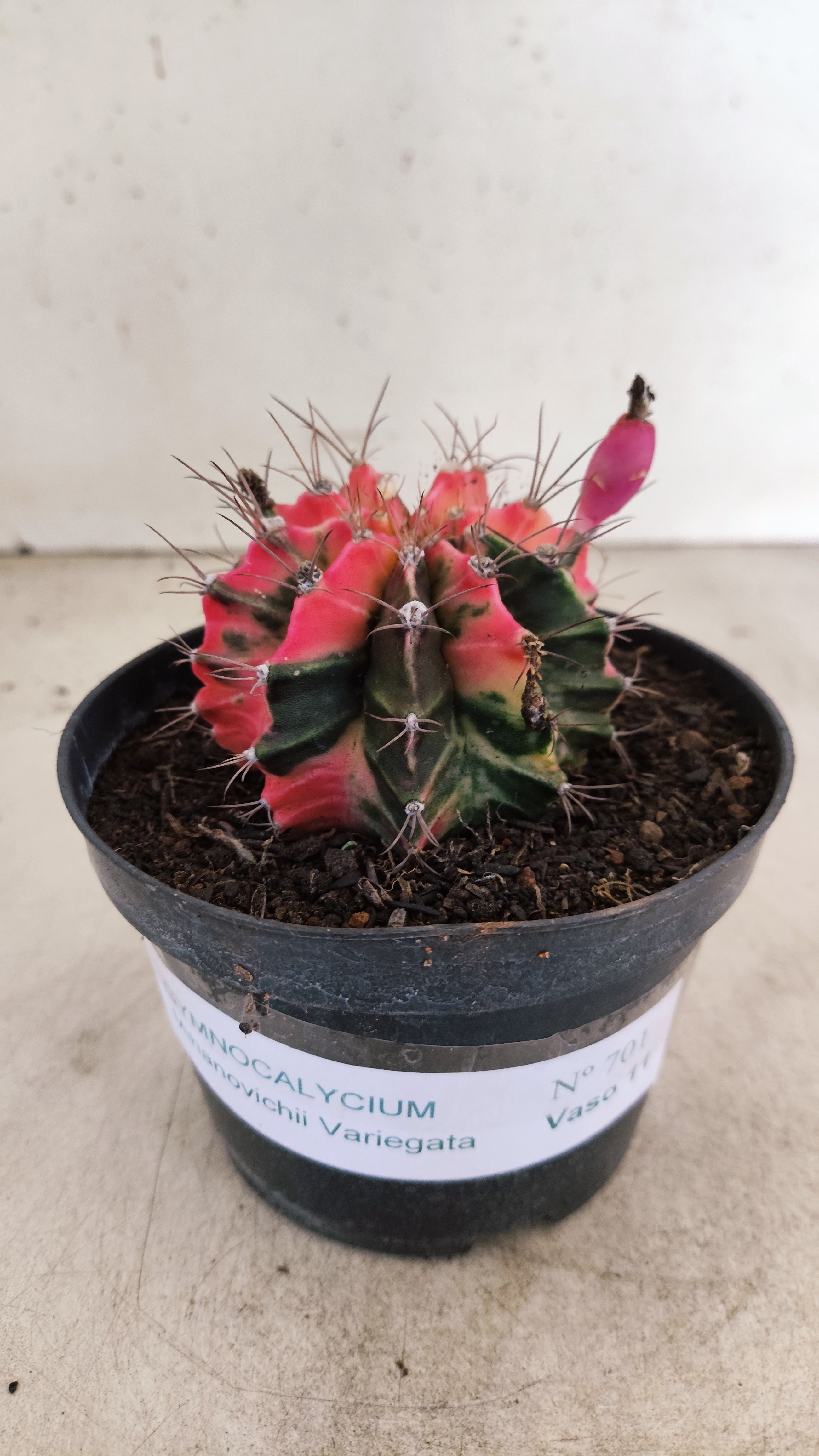 GYMNOCALYCIUM Mihanovichii "Variegata" Nº 701 – vaso 11