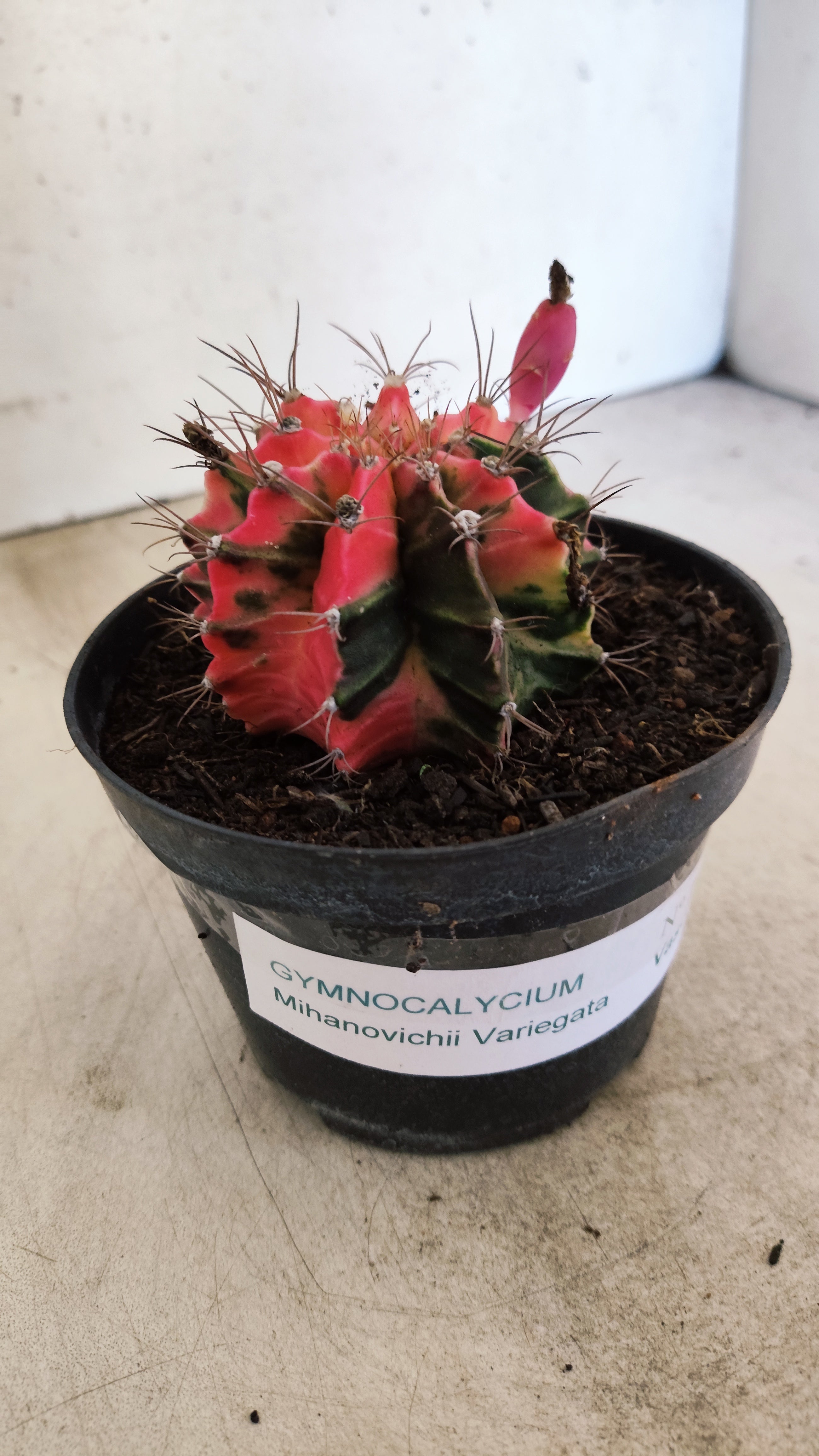 GYMNOCALYCIUM Mihanovichii "Variegata" Nº 701 – vaso 11