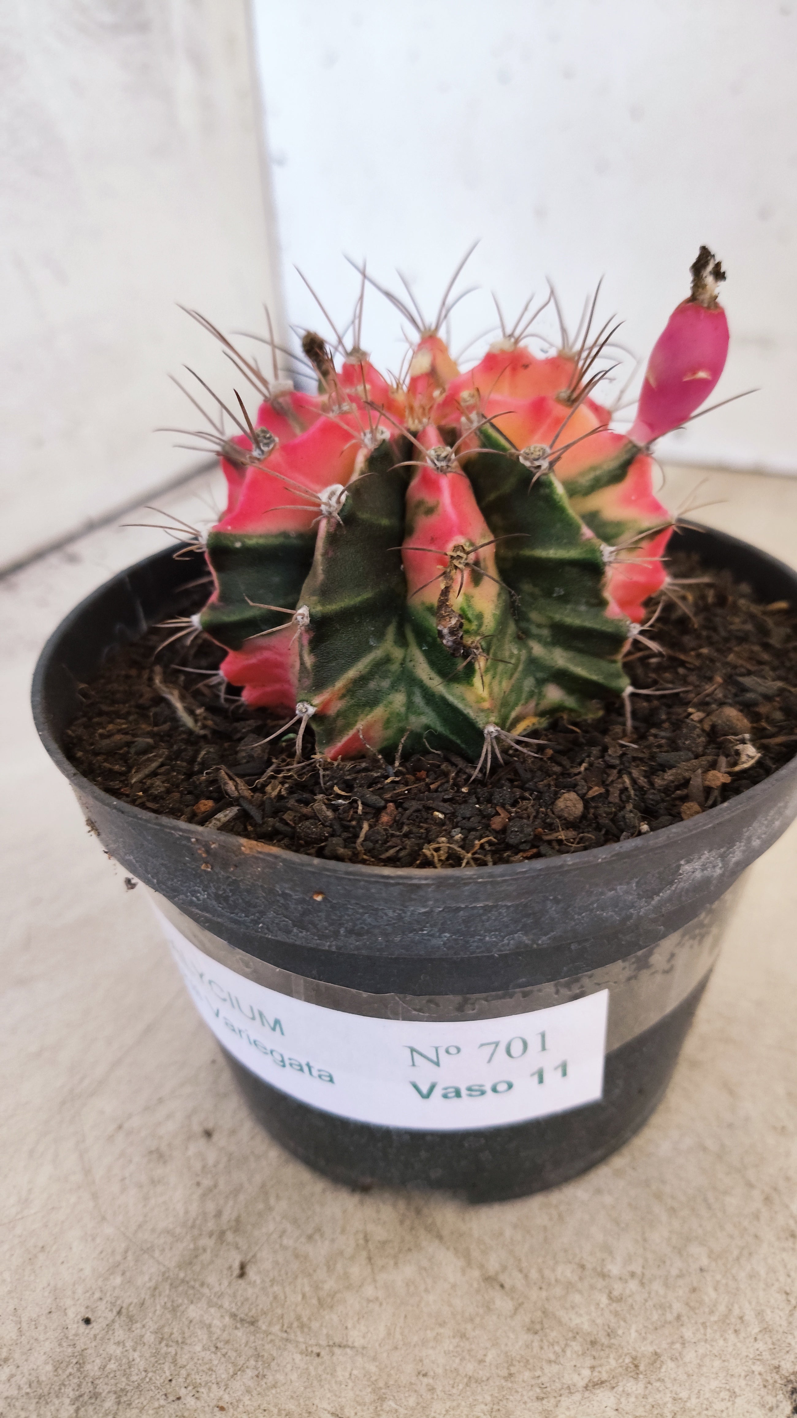 GYMNOCALYCIUM Mihanovichii "Variegata" Nº 701 – vaso 11