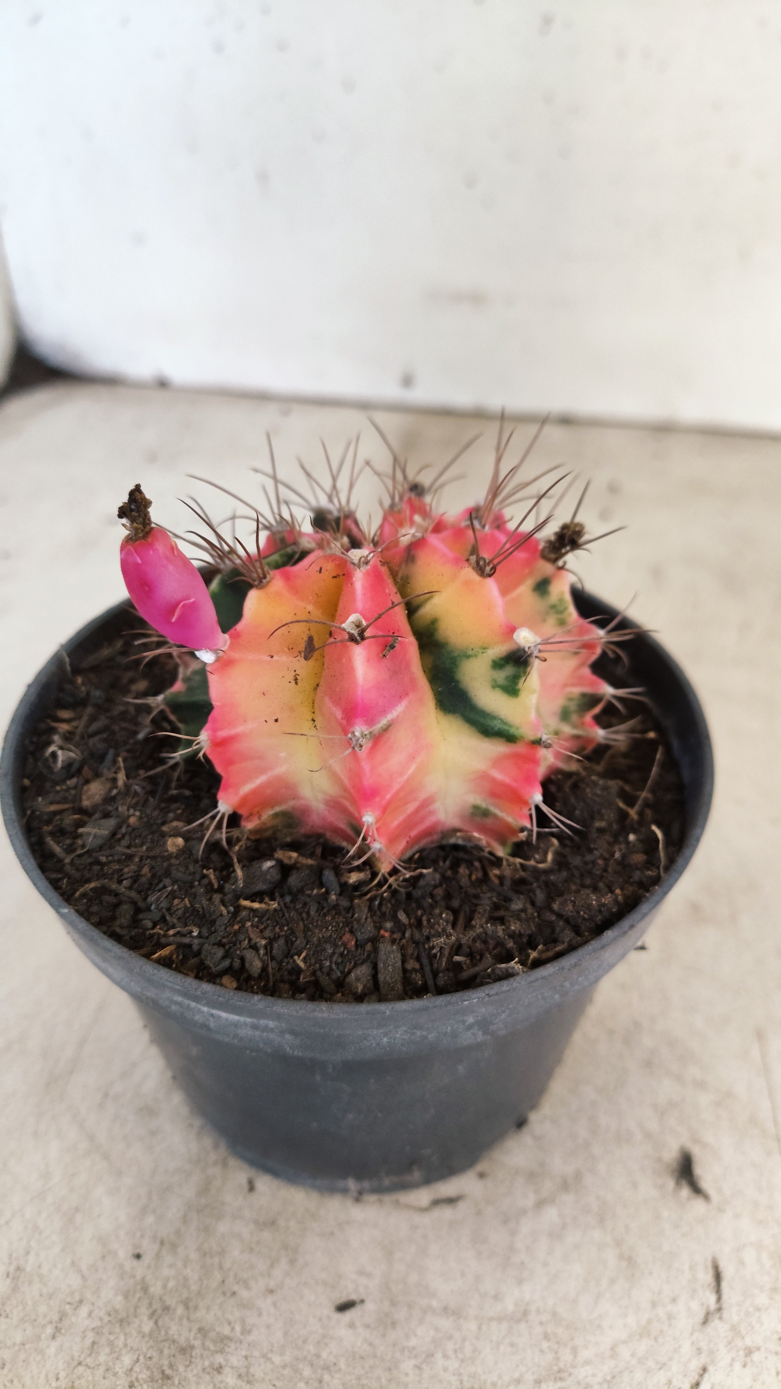 GYMNOCALYCIUM Mihanovichii "Variegata" Nº 701 – vaso 11
