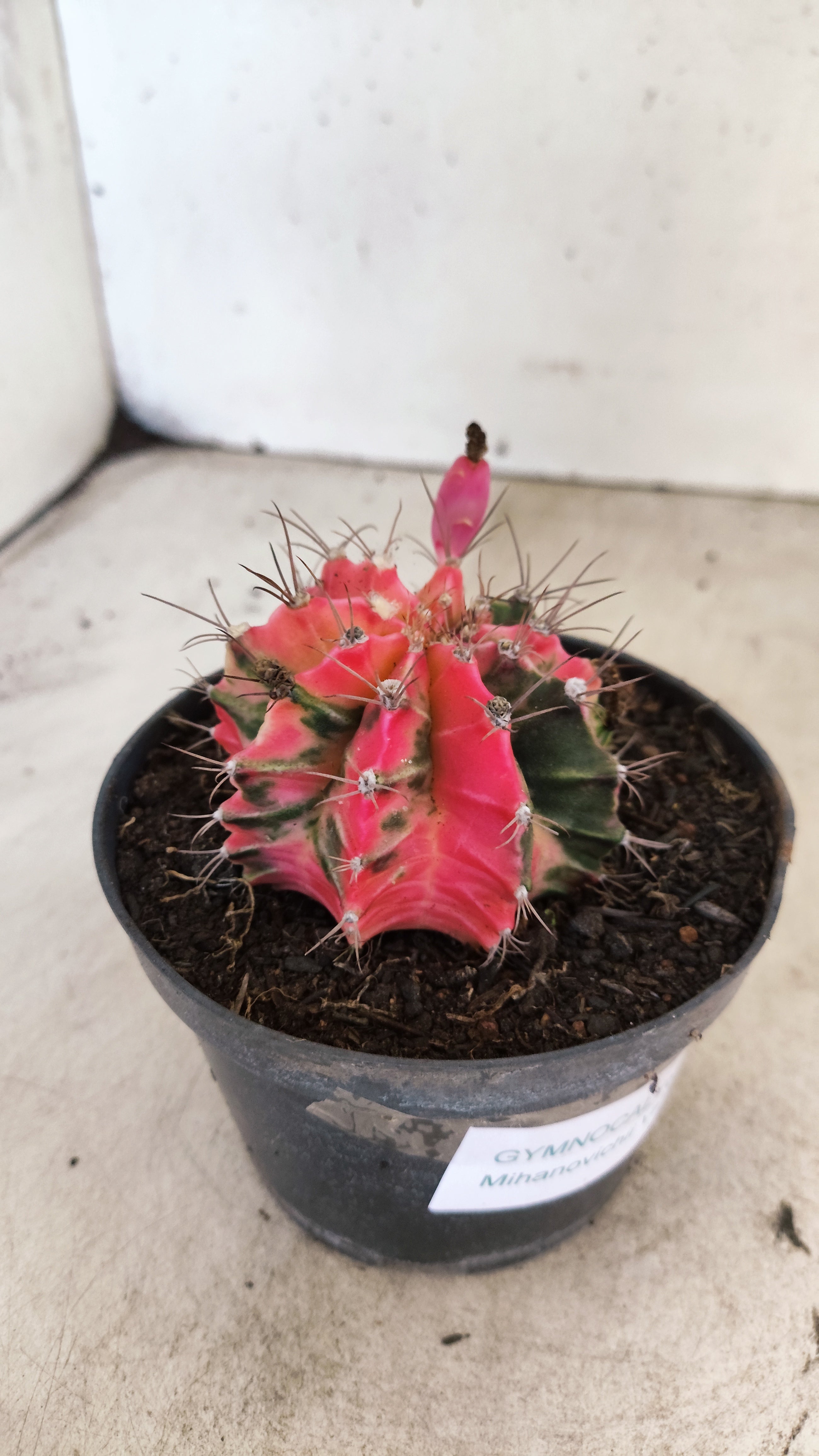 GYMNOCALYCIUM Mihanovichii "Variegata" Nº 701 – vaso 11