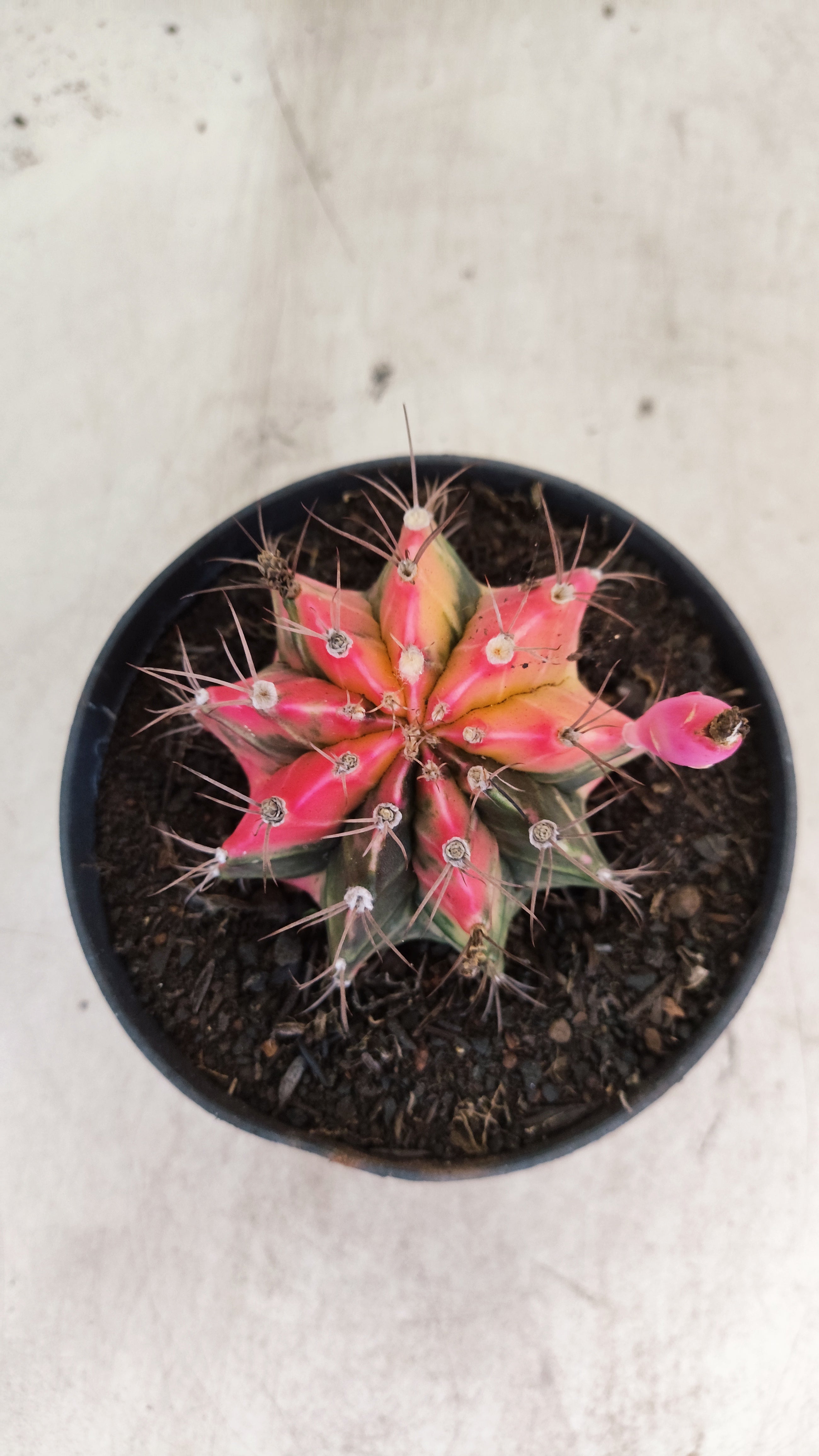 GYMNOCALYCIUM Mihanovichii "Variegata" Nº 701 – vaso 11