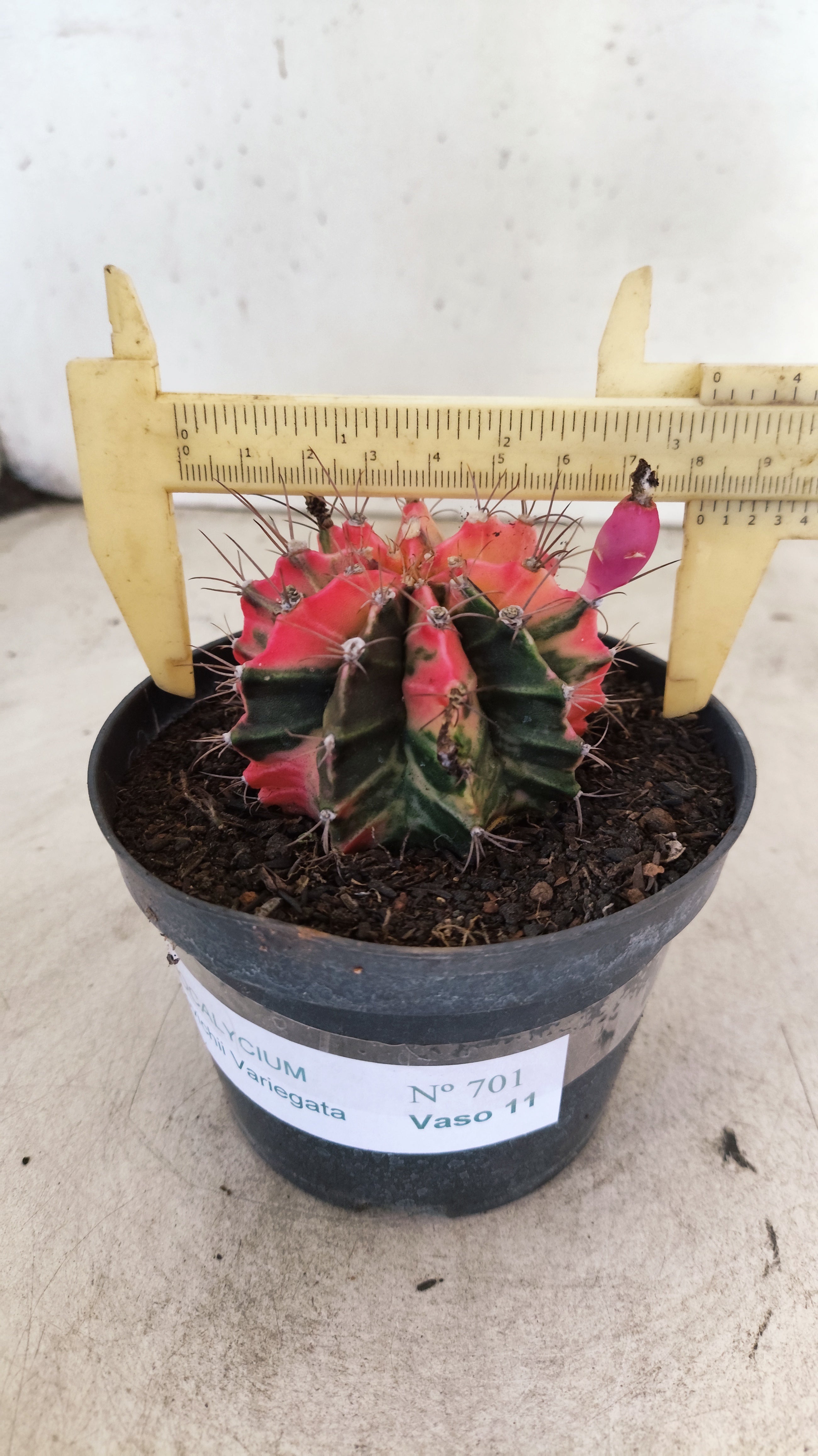 GYMNOCALYCIUM Mihanovichii "Variegata" Nº 701 – vaso 11