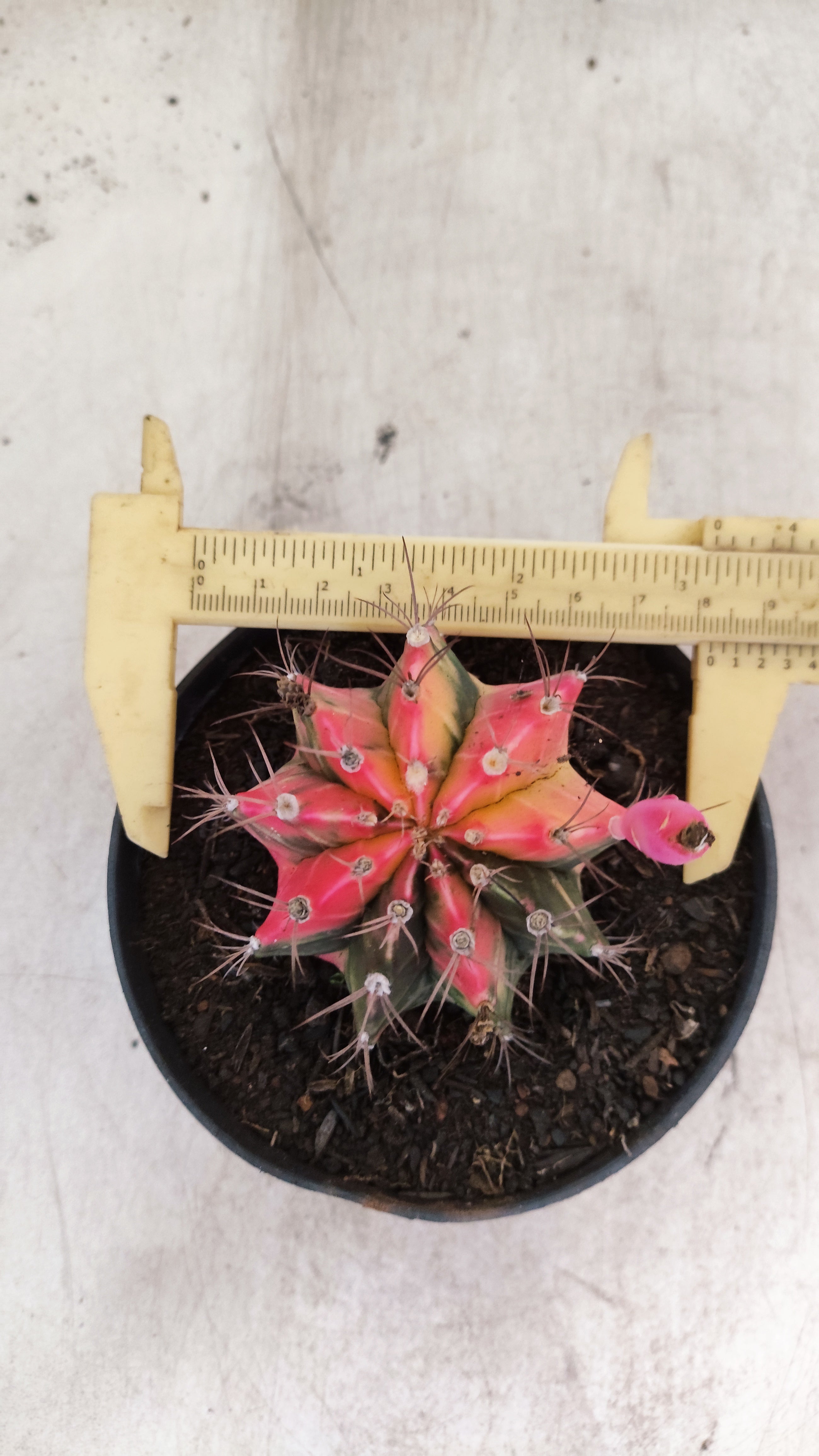 GYMNOCALYCIUM Mihanovichii "Variegata" Nº 701 – vaso 11
