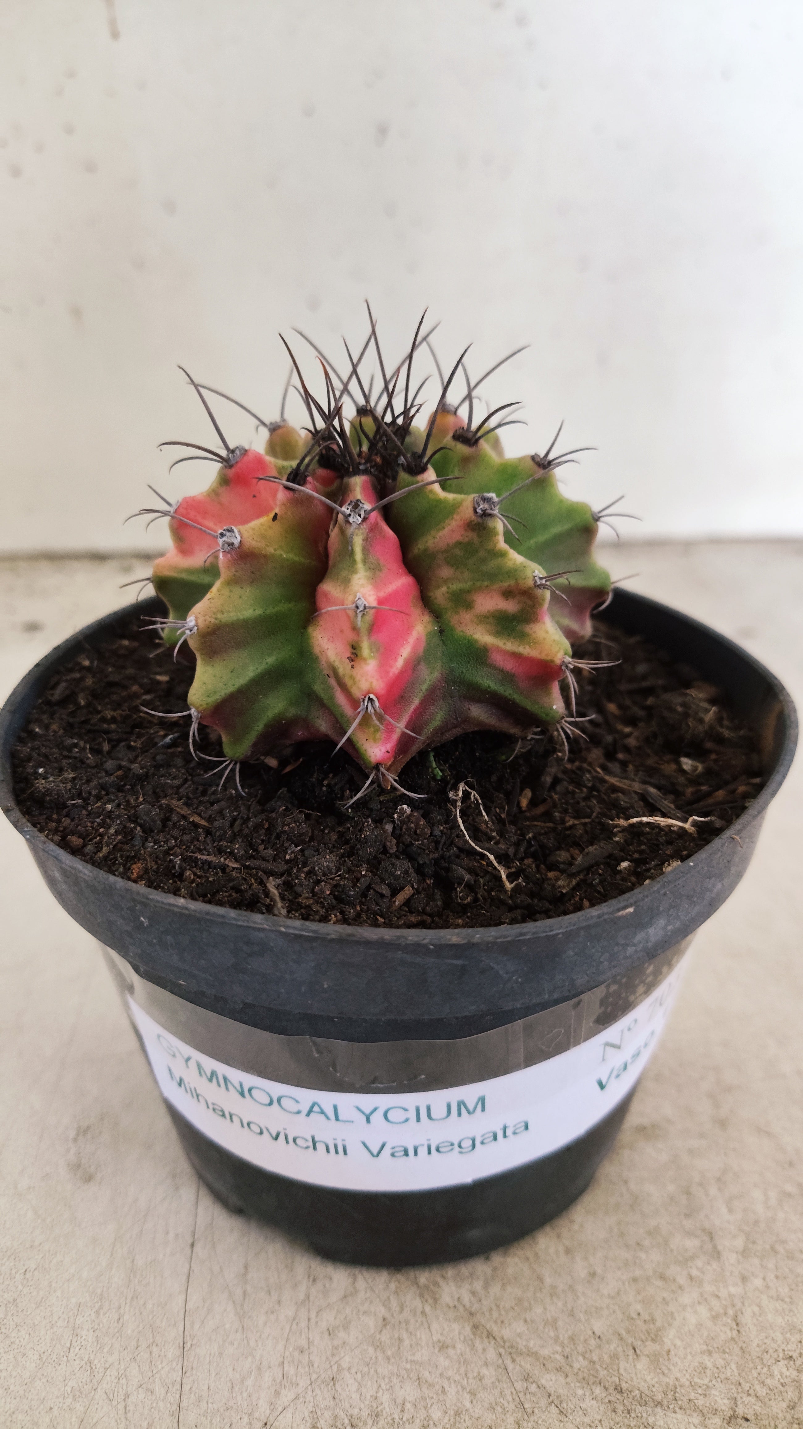 GYMNOCALYCIUM Mihanovichii "Variegata" Nº 703 – vaso 11