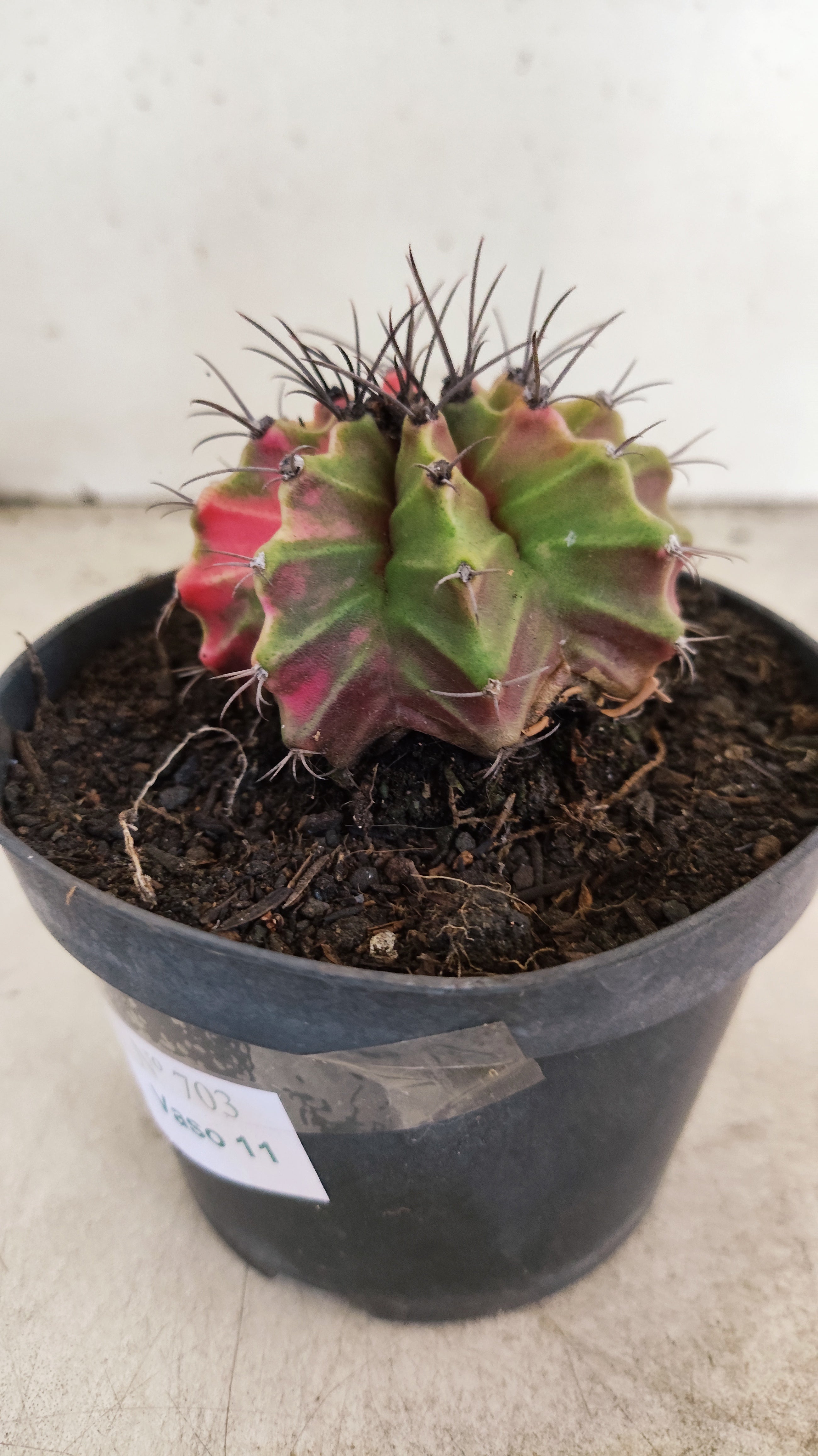 GYMNOCALYCIUM Mihanovichii "Variegata" Nº 703 – vaso 11