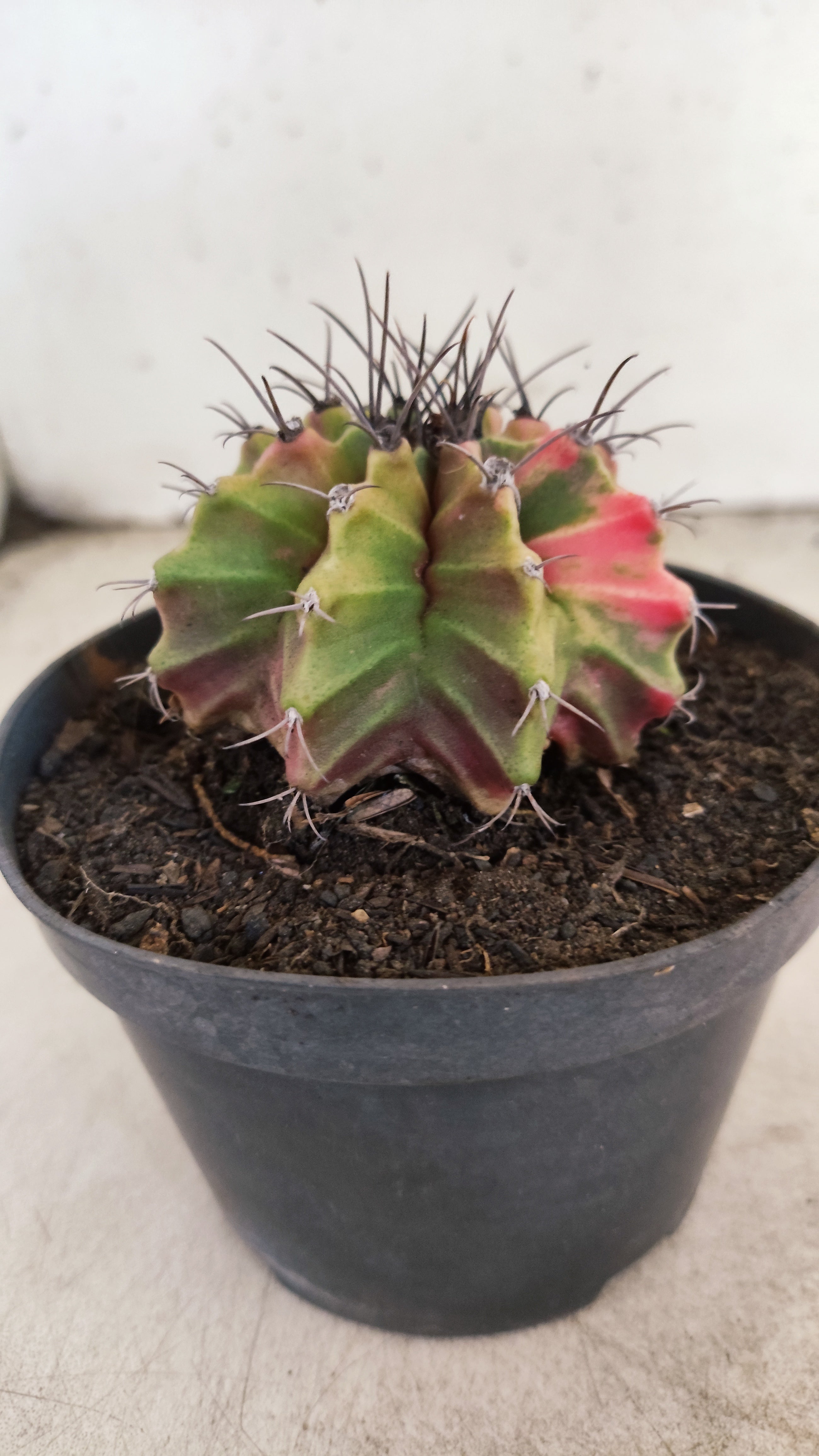 GYMNOCALYCIUM Mihanovichii "Variegata" Nº 703 – vaso 11