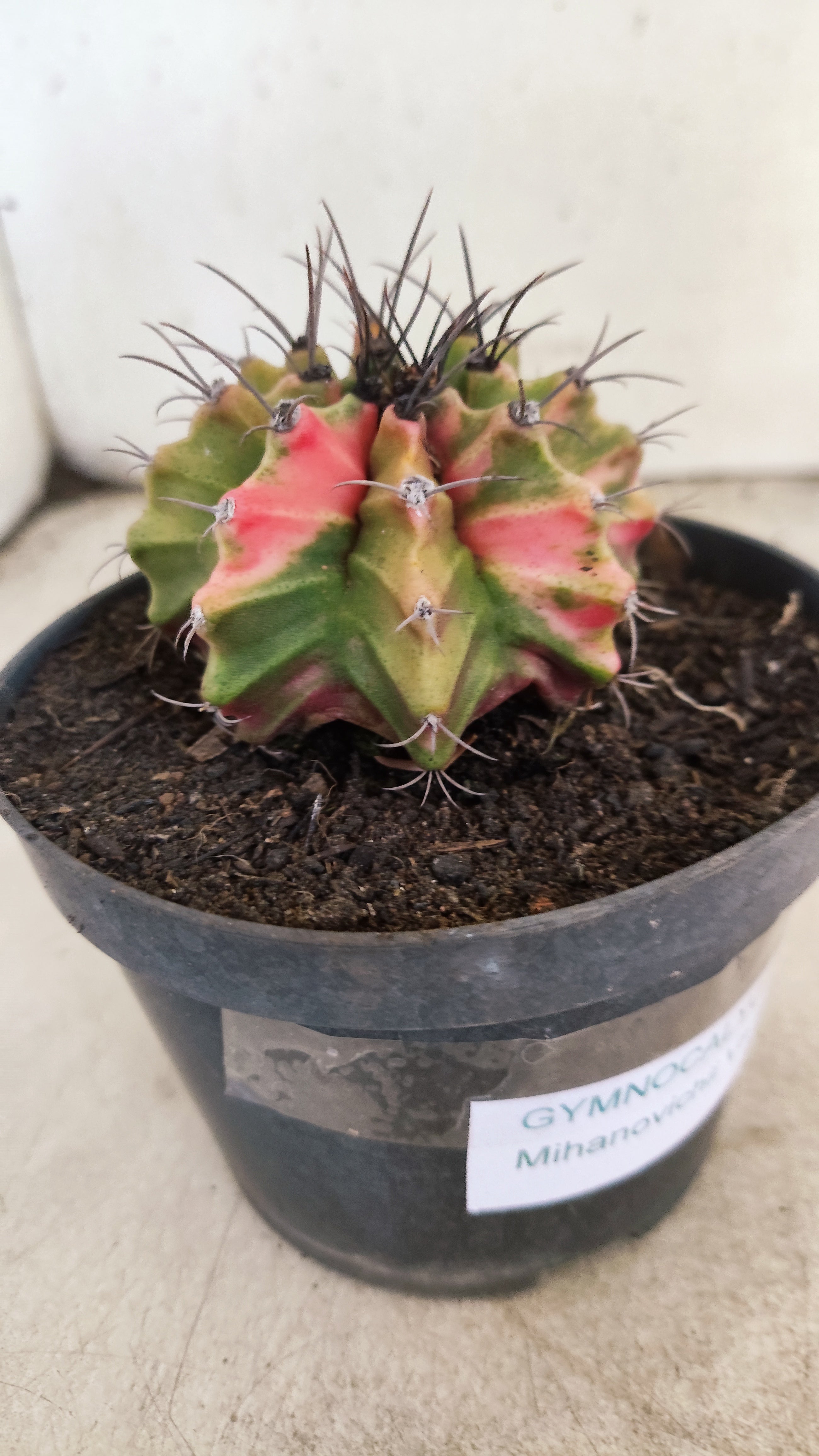 GYMNOCALYCIUM Mihanovichii "Variegata" Nº 703 – vaso 11