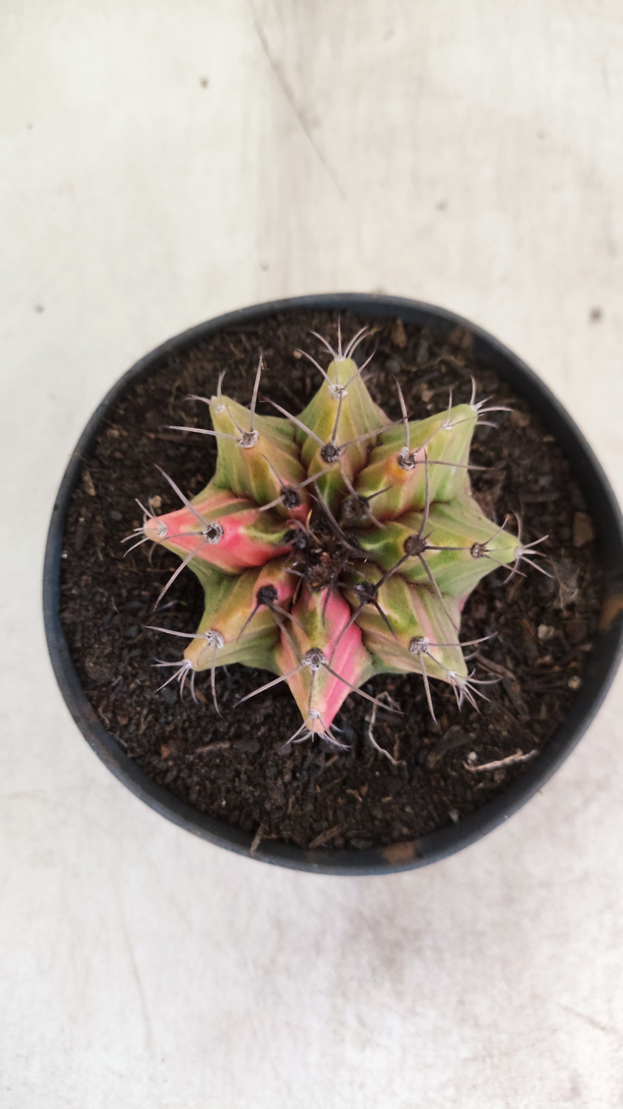 GYMNOCALYCIUM Mihanovichii "Variegata" Nº 703 – vaso 11