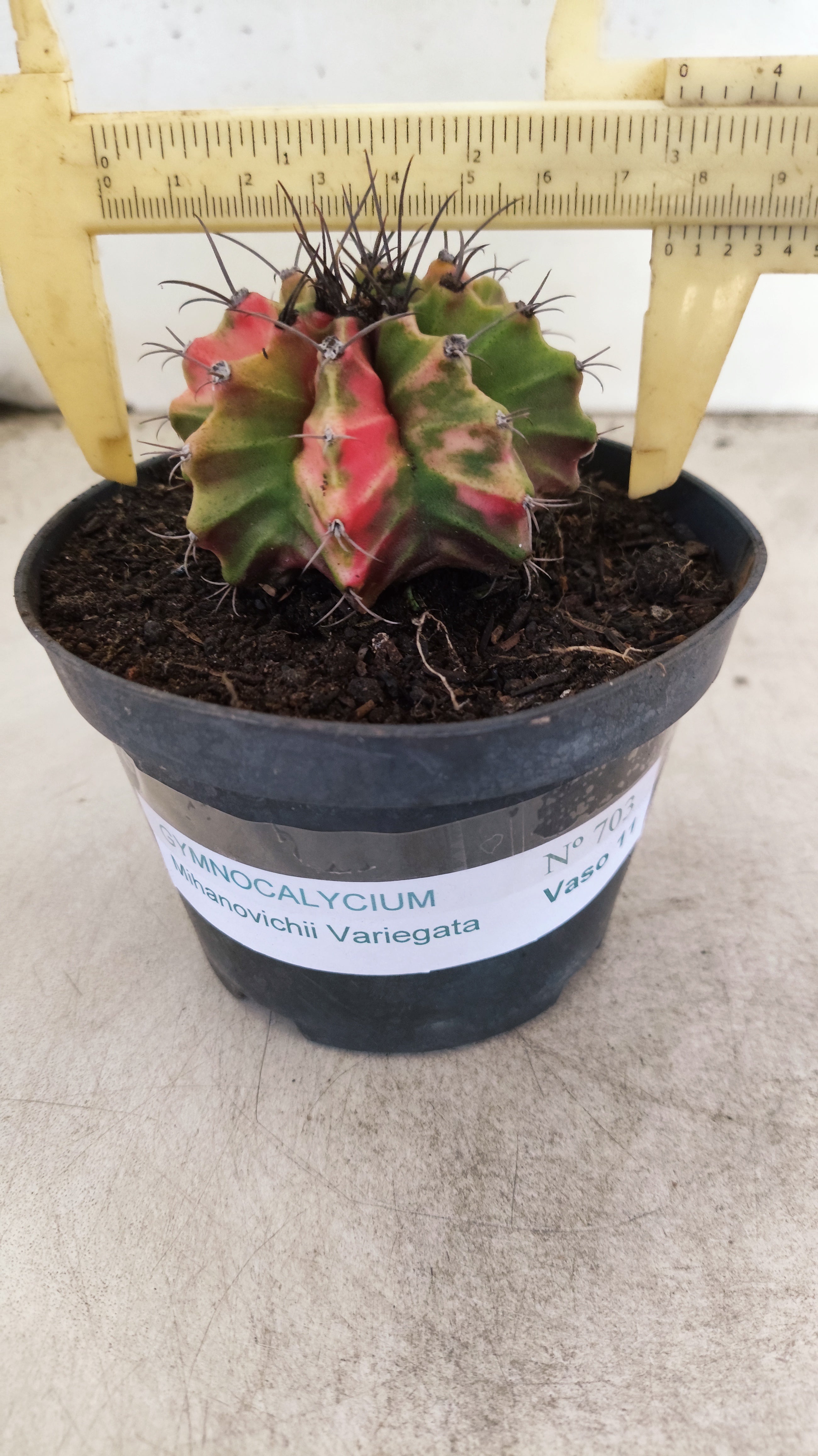 GYMNOCALYCIUM Mihanovichii "Variegata" Nº 703 – vaso 11