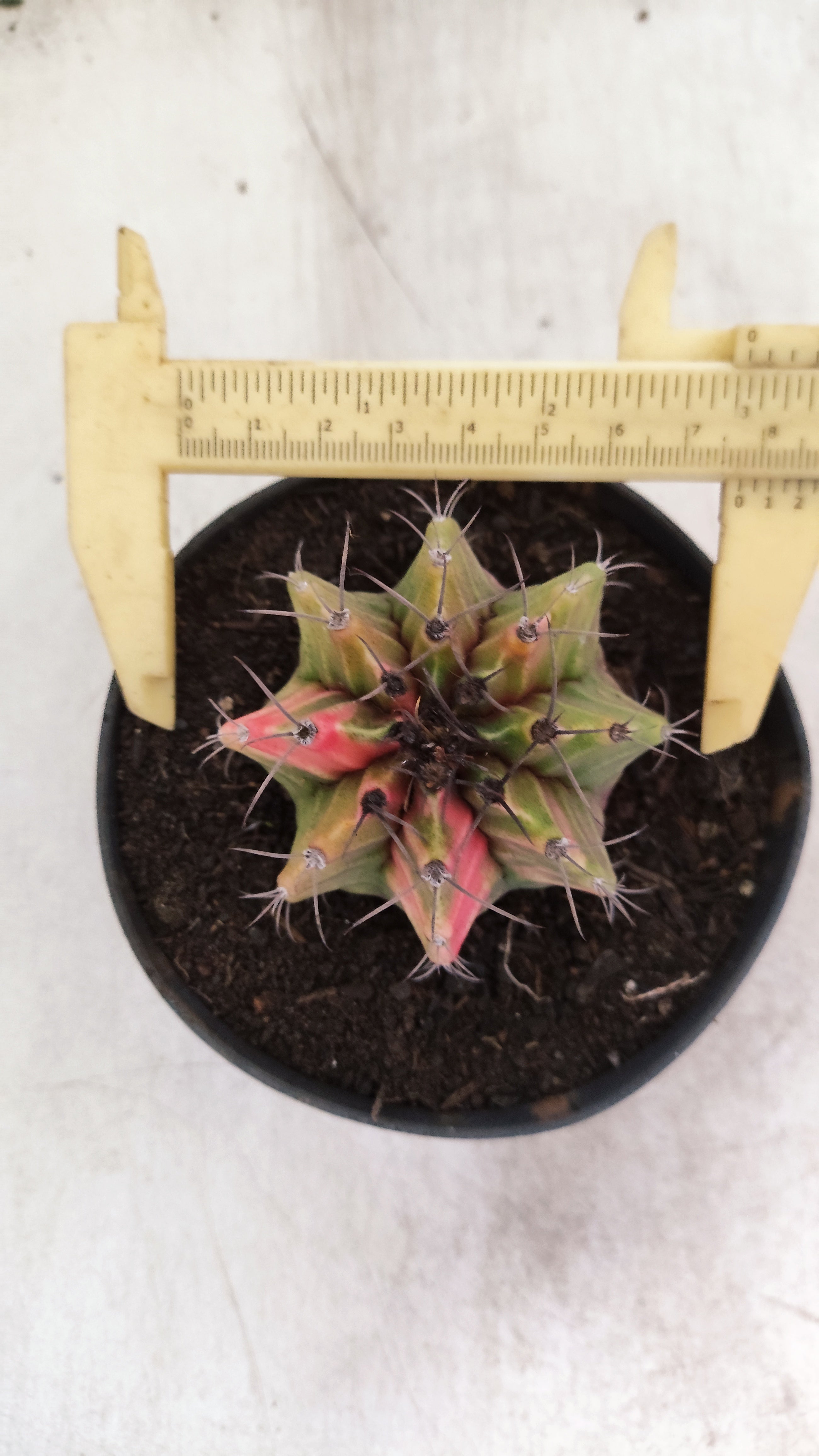 GYMNOCALYCIUM Mihanovichii "Variegata" Nº 703 – vaso 11