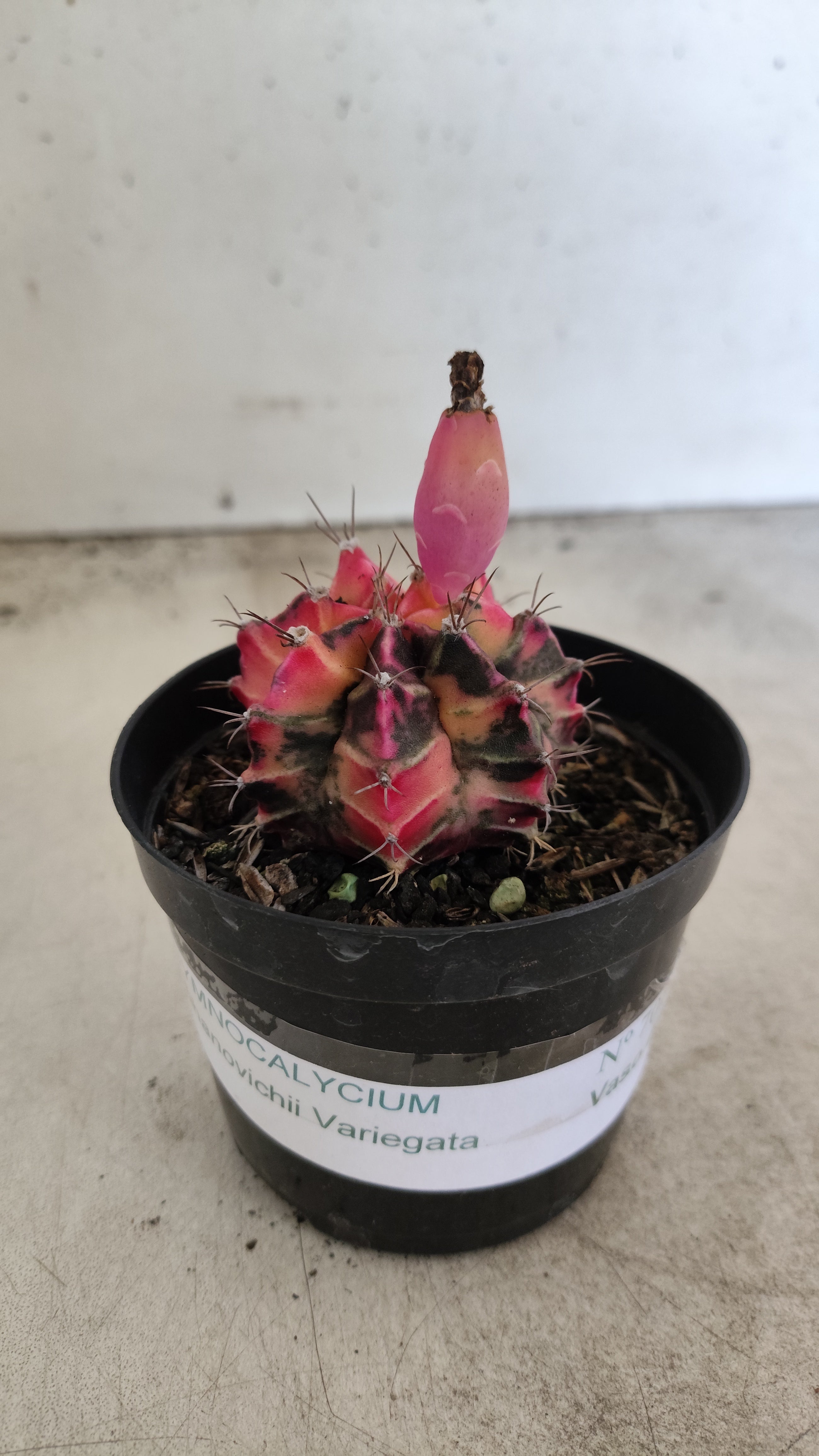 GYMNOCALYCIUM Mihanovichii "Variegata" Nº 704 – vaso 09