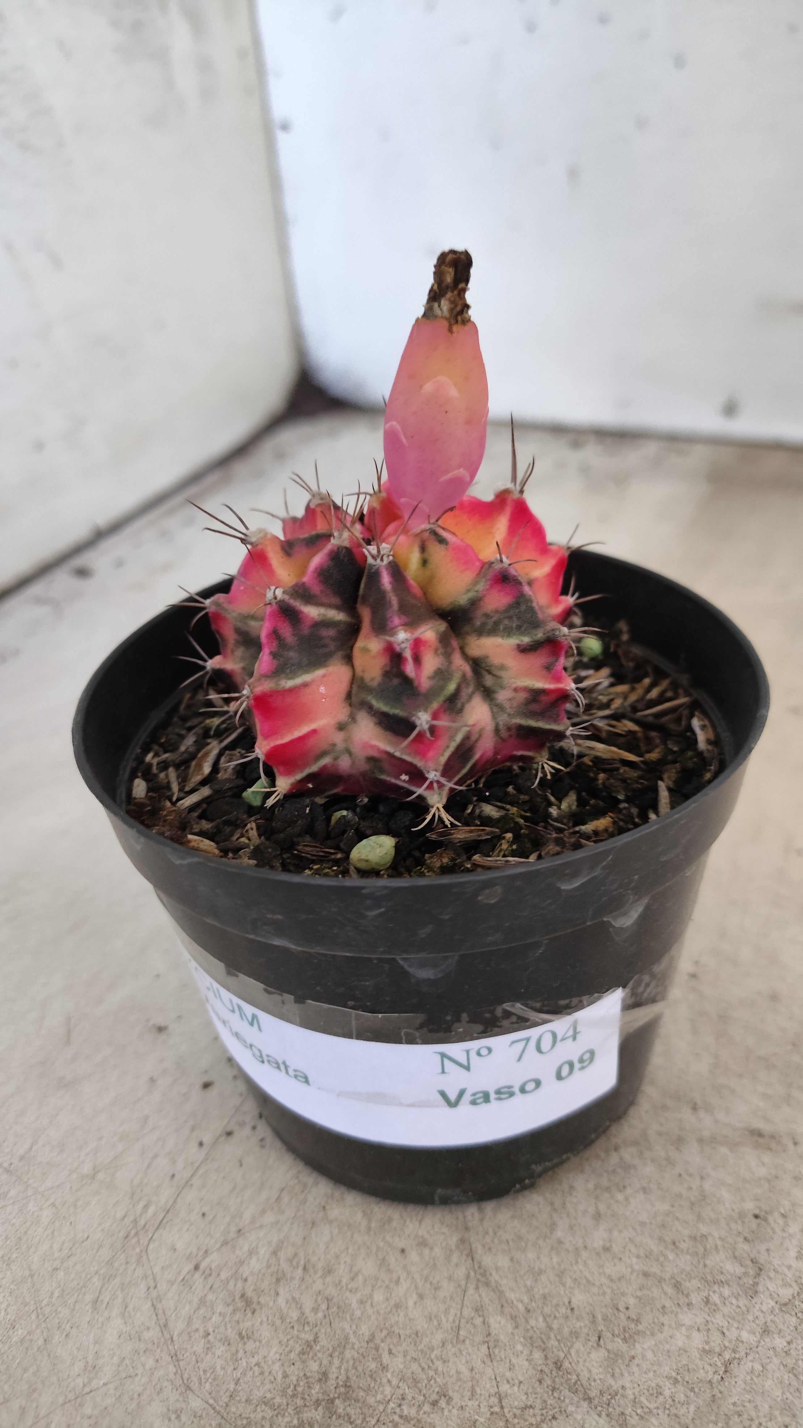 GYMNOCALYCIUM Mihanovichii "Variegata" Nº 704 – vaso 09