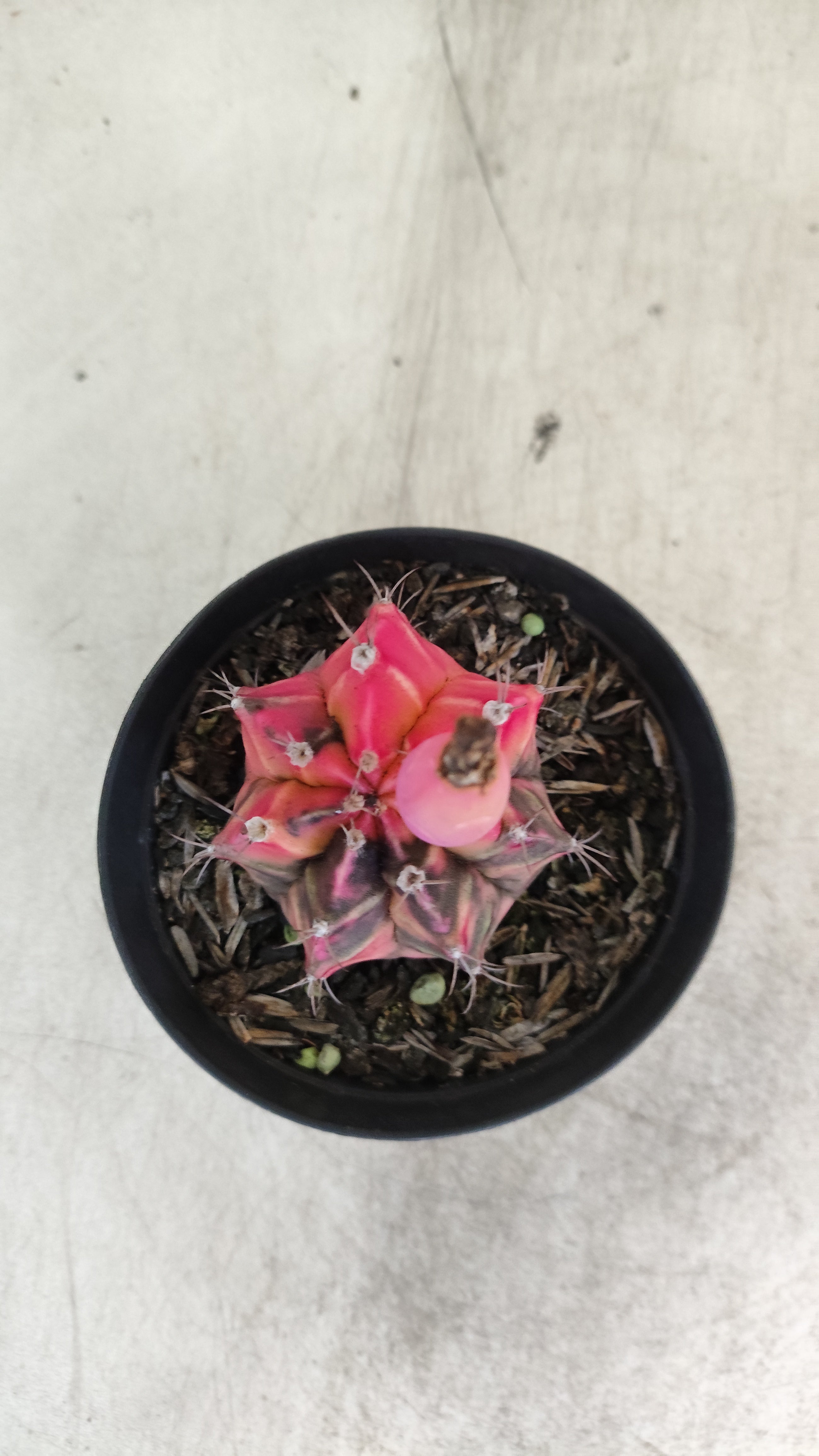 GYMNOCALYCIUM Mihanovichii "Variegata" Nº 704 – vaso 09