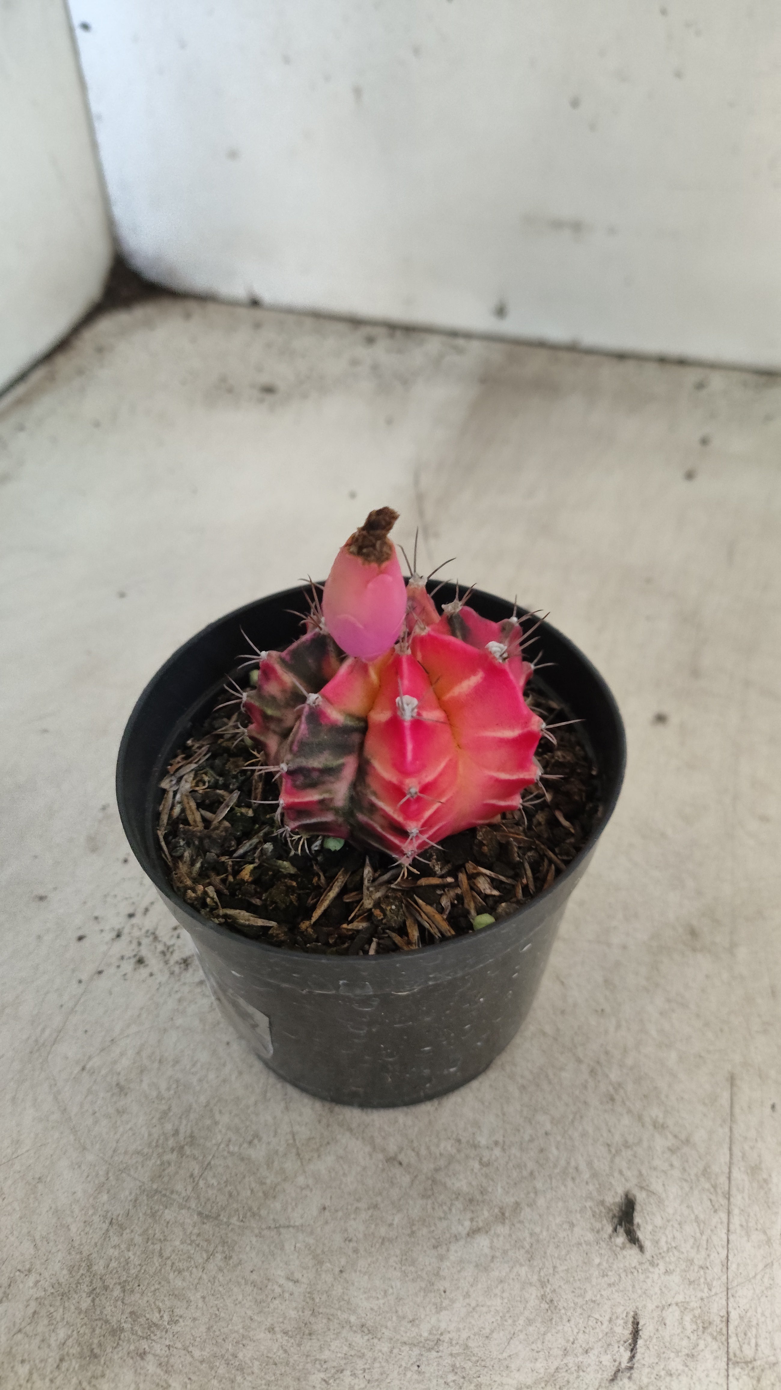 GYMNOCALYCIUM Mihanovichii "Variegata" Nº 704 – vaso 09