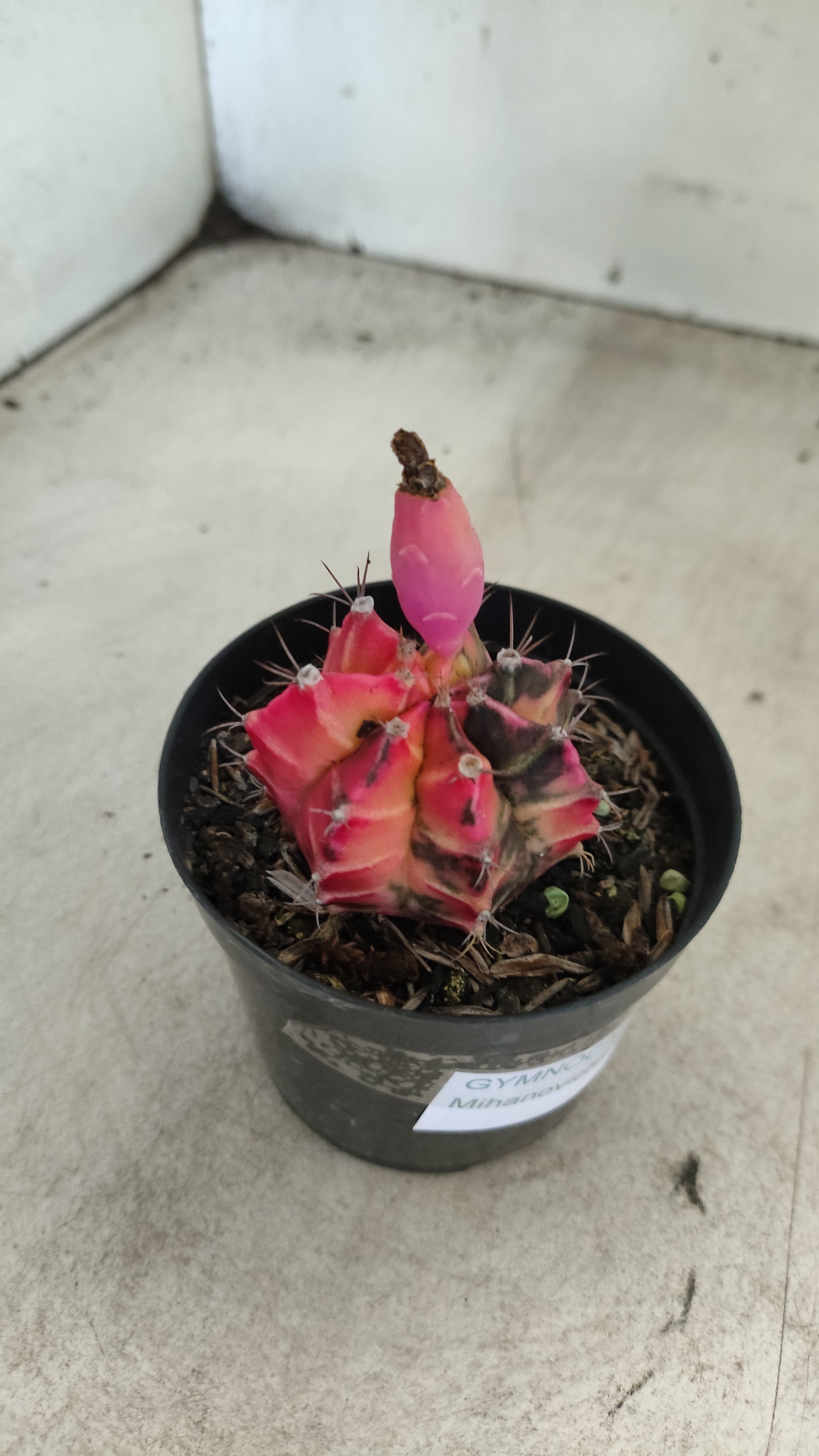 GYMNOCALYCIUM Mihanovichii "Variegata" Nº 704 – vaso 09