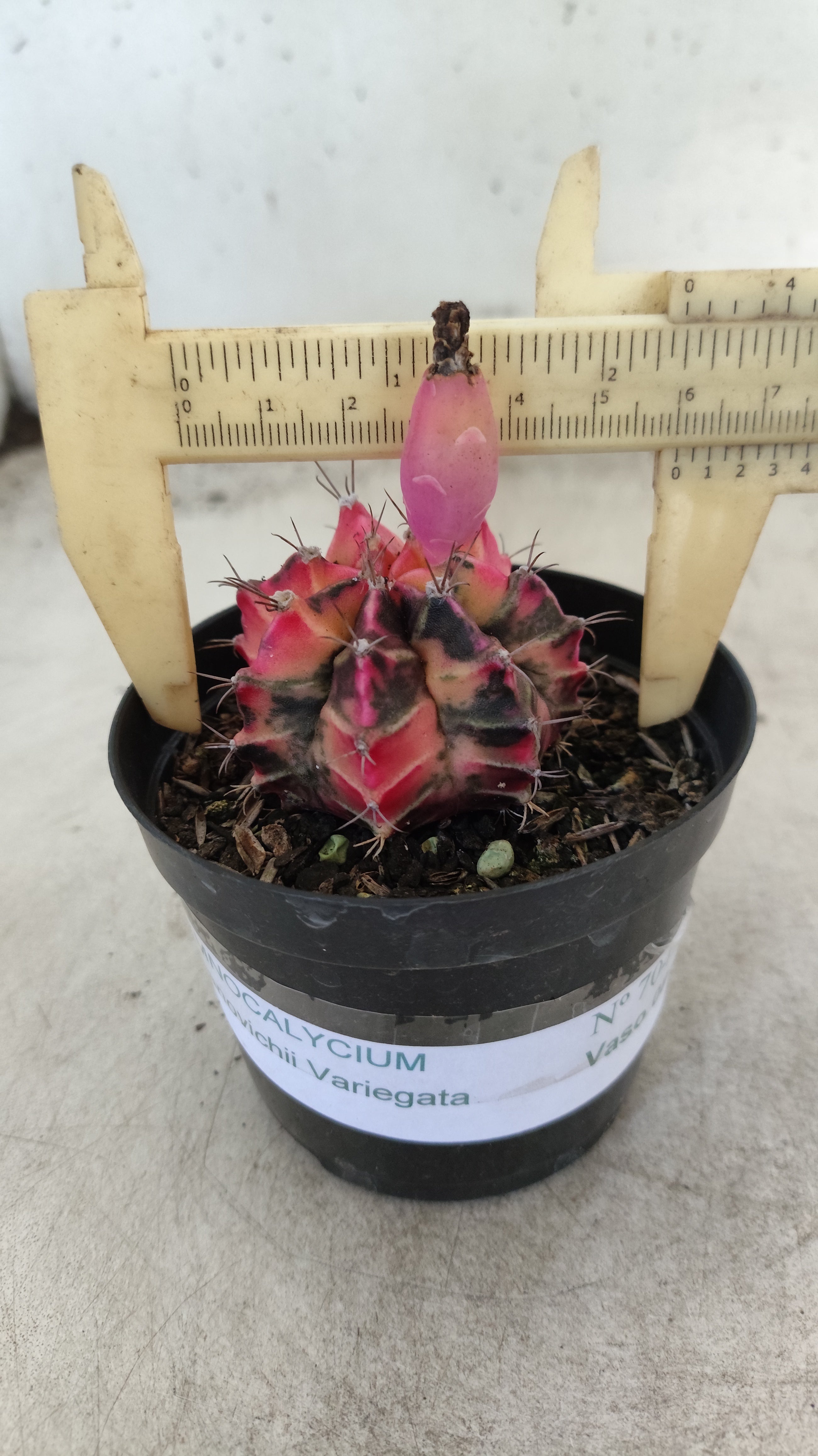 GYMNOCALYCIUM Mihanovichii "Variegata" Nº 704 – vaso 09