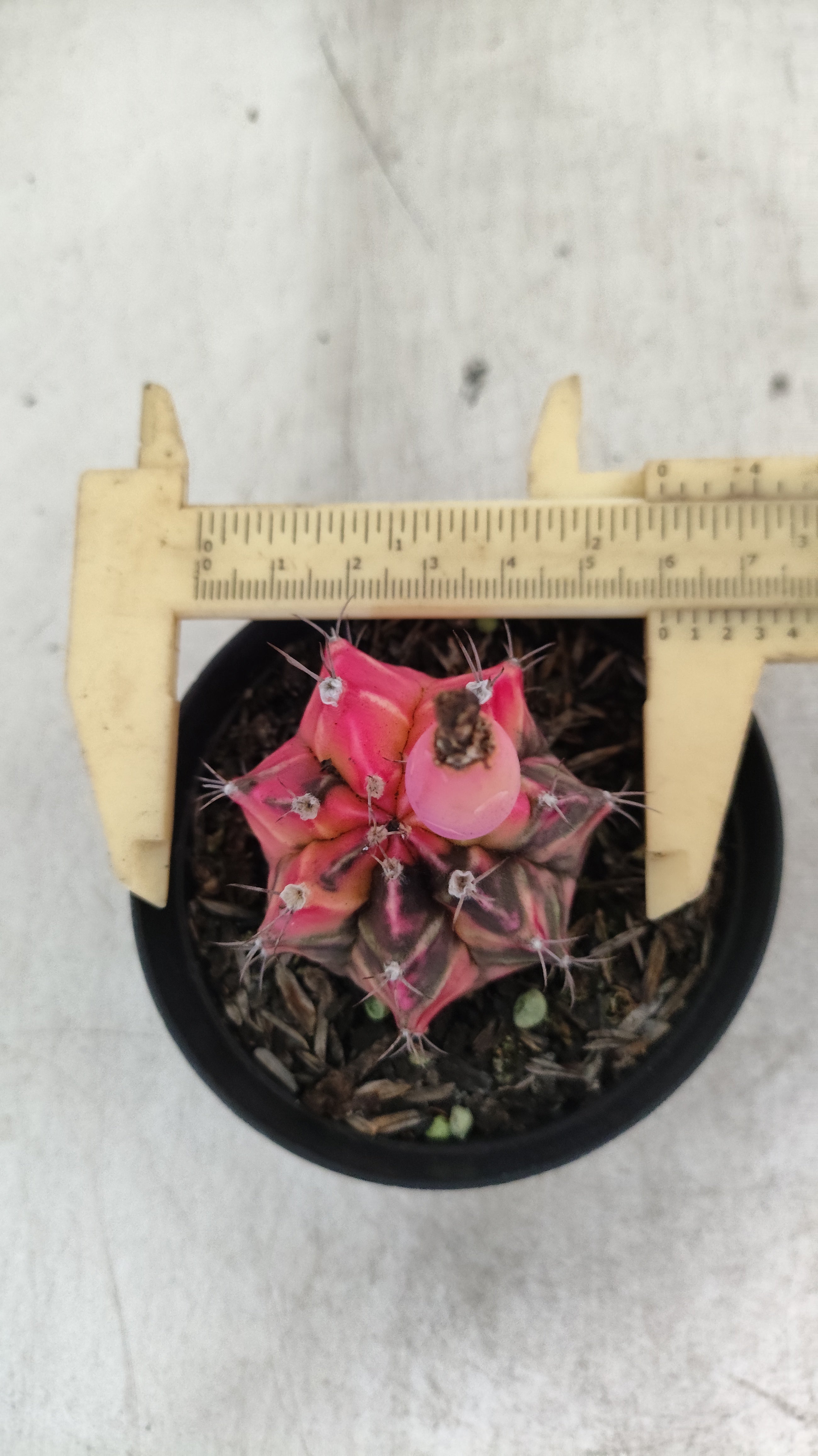 GYMNOCALYCIUM Mihanovichii "Variegata" Nº 704 – vaso 09