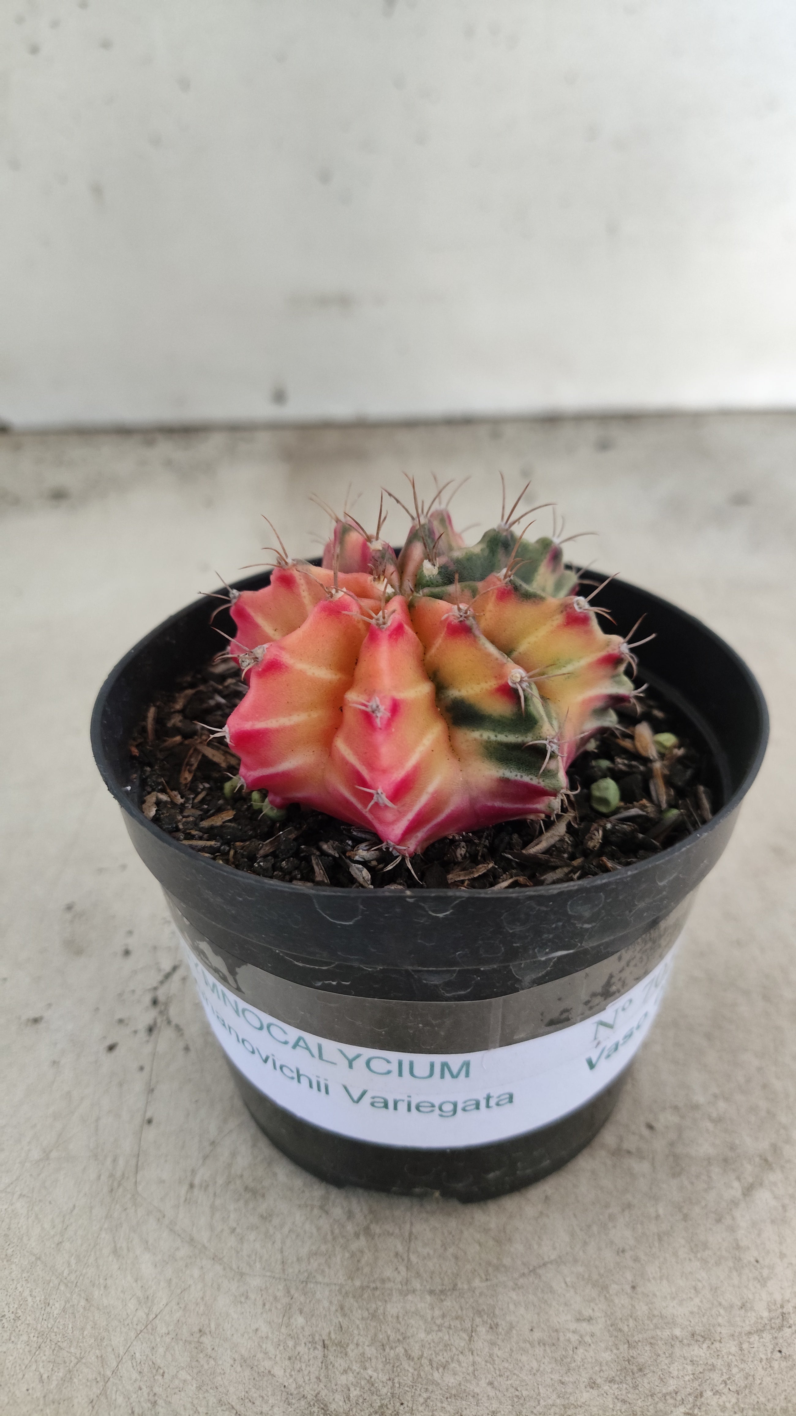 GYMNOCALYCIUM Mihanovichii "Variegata" Nº 705 – vaso 09