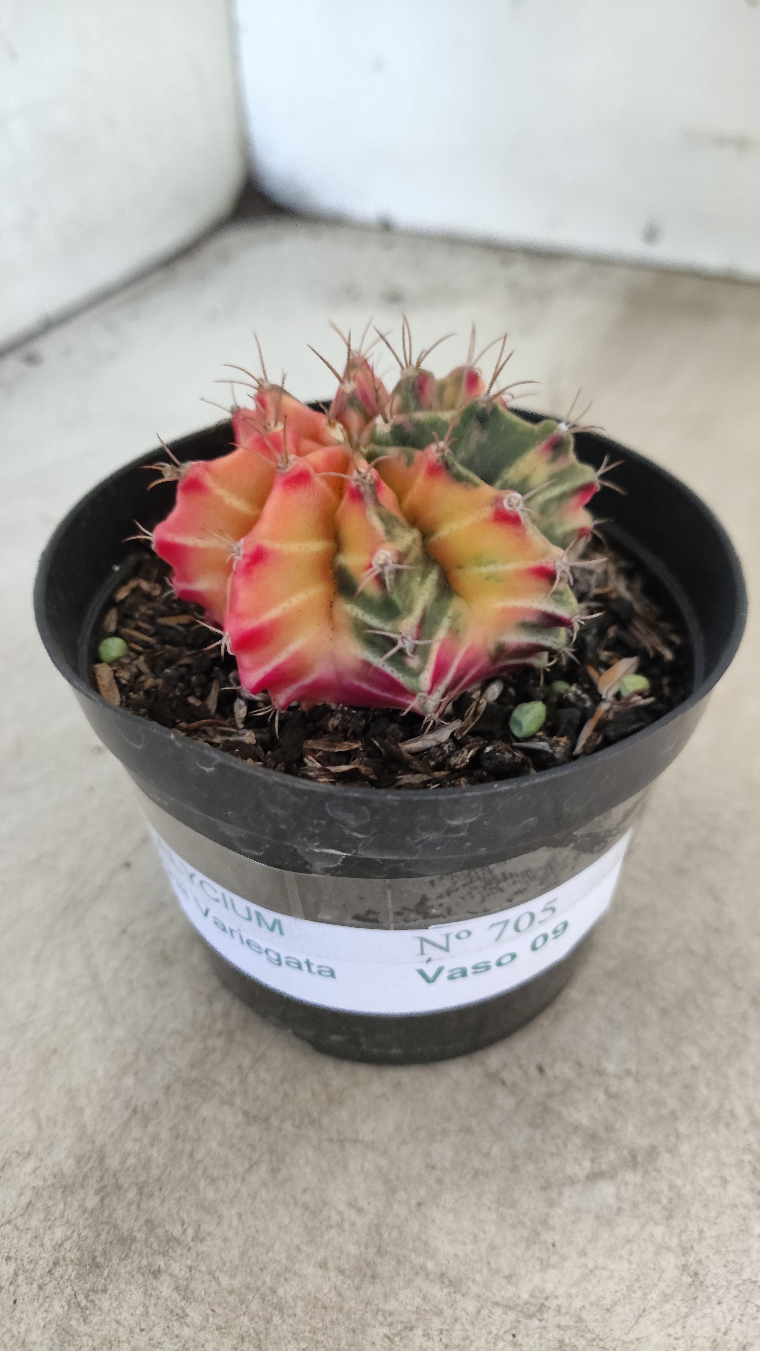 GYMNOCALYCIUM Mihanovichii "Variegata" Nº 705 – vaso 09