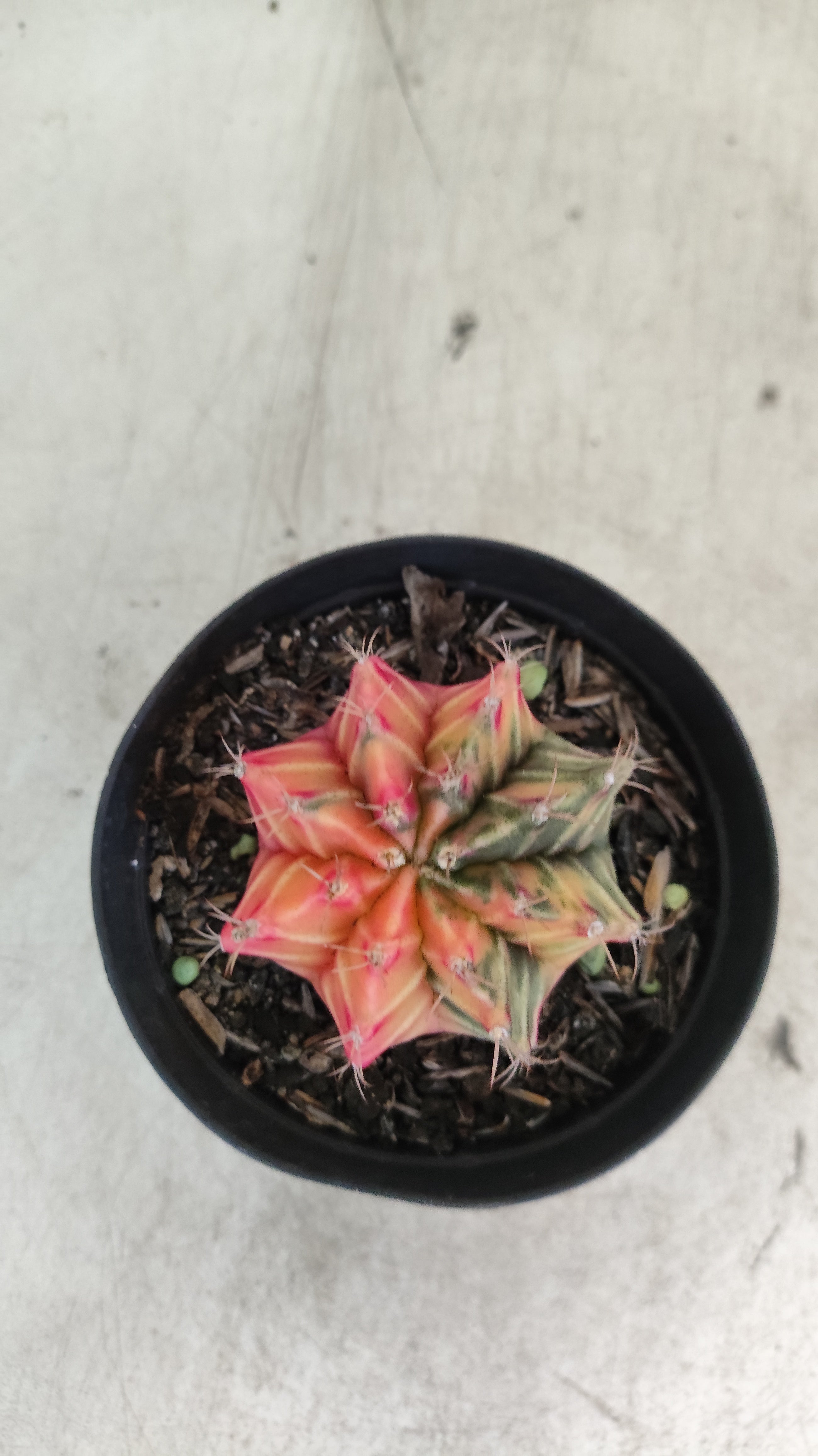 GYMNOCALYCIUM Mihanovichii "Variegata" Nº 705 – vaso 09