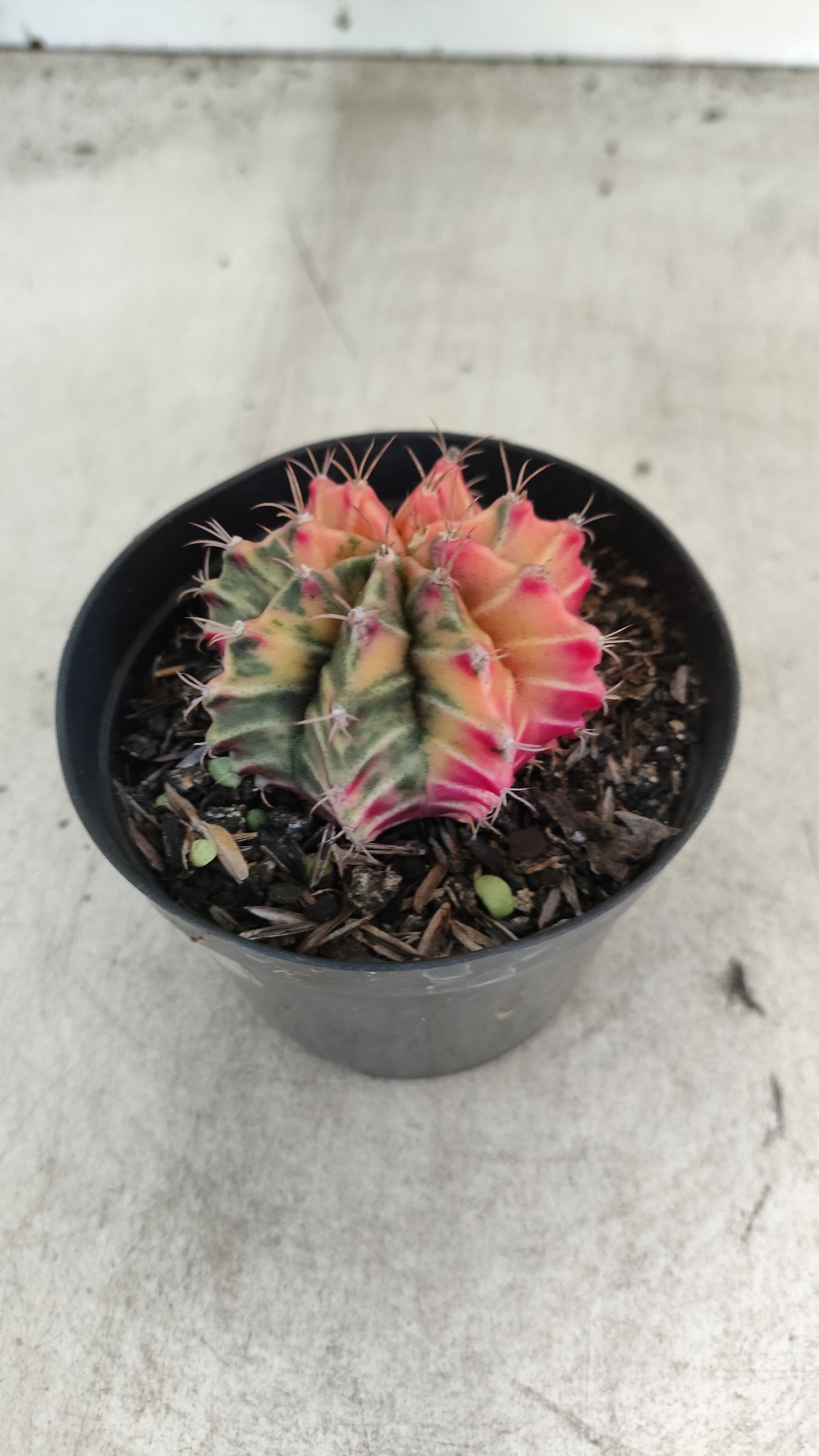 GYMNOCALYCIUM Mihanovichii "Variegata" Nº 705 – vaso 09