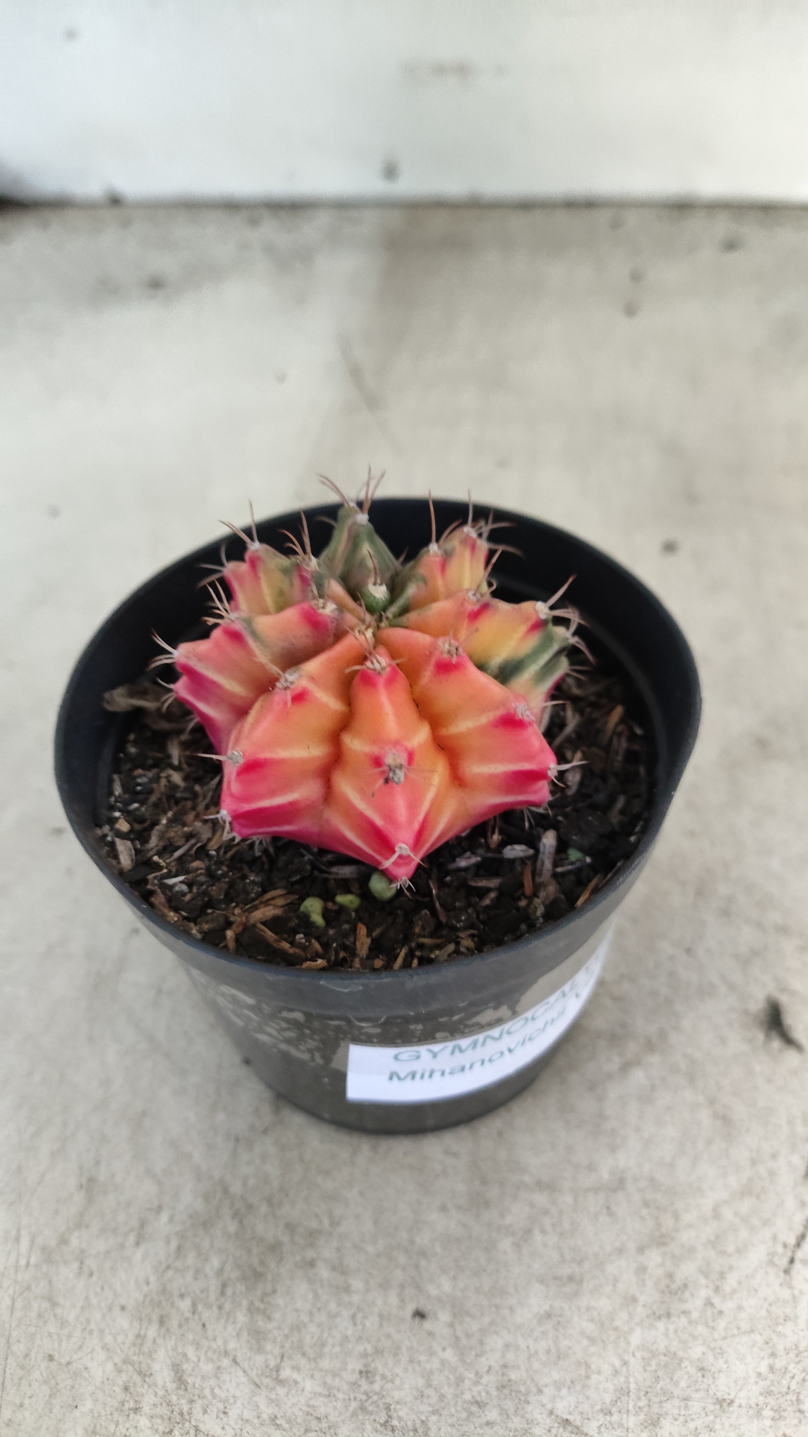 GYMNOCALYCIUM Mihanovichii "Variegata" Nº 705 – vaso 09
