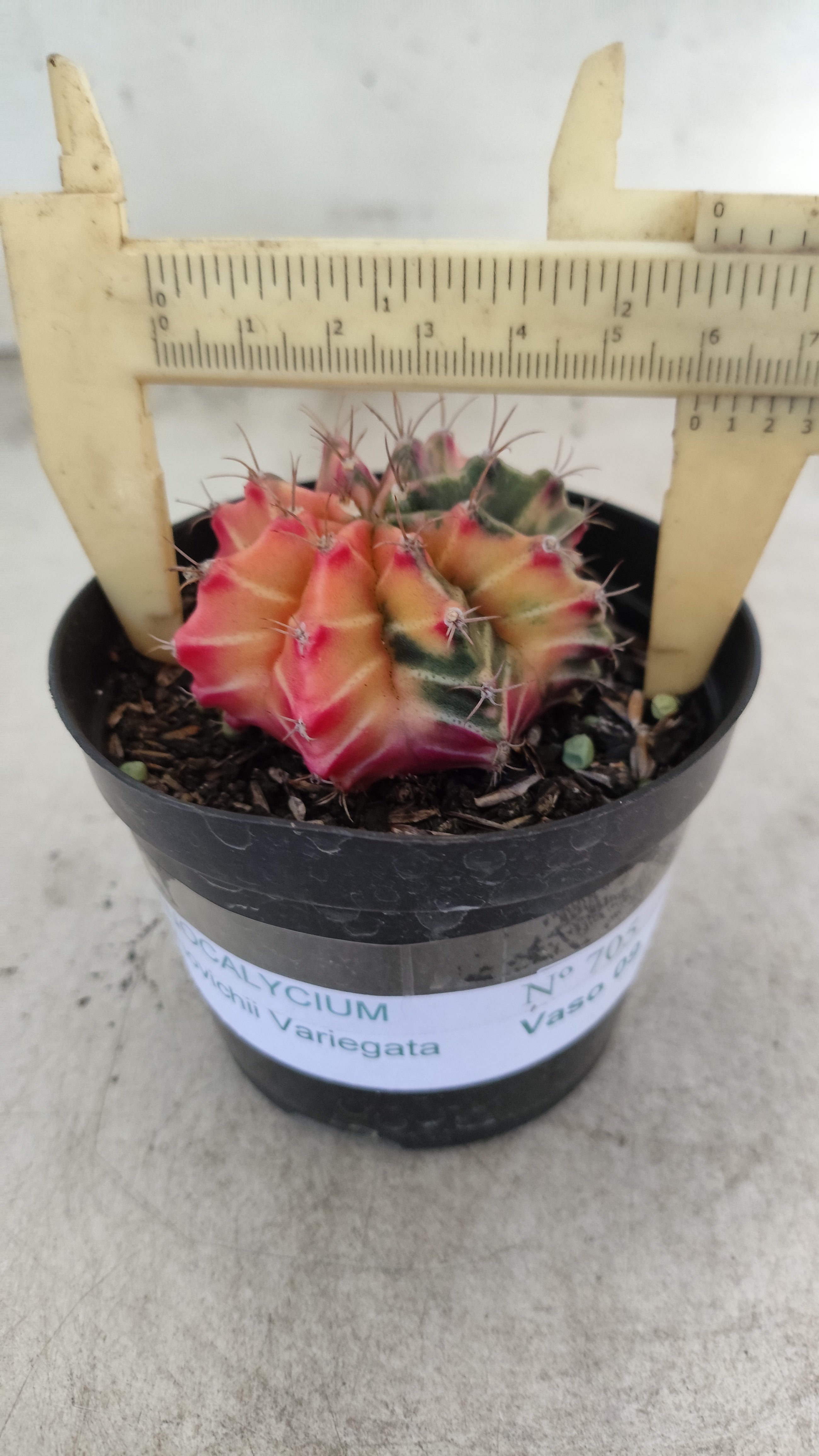 GYMNOCALYCIUM Mihanovichii "Variegata" Nº 705 – vaso 09