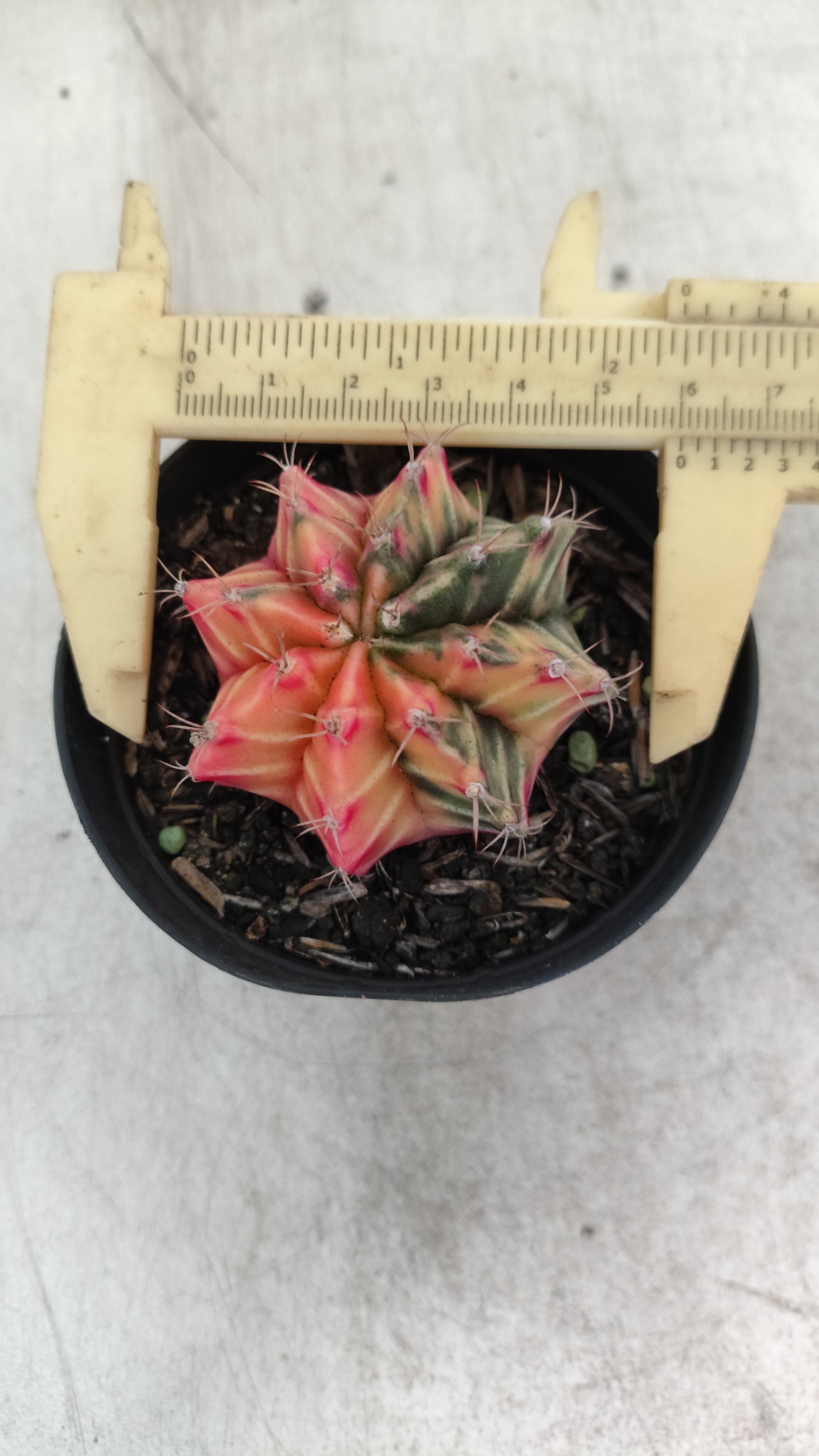 GYMNOCALYCIUM Mihanovichii "Variegata" Nº 705 – vaso 09