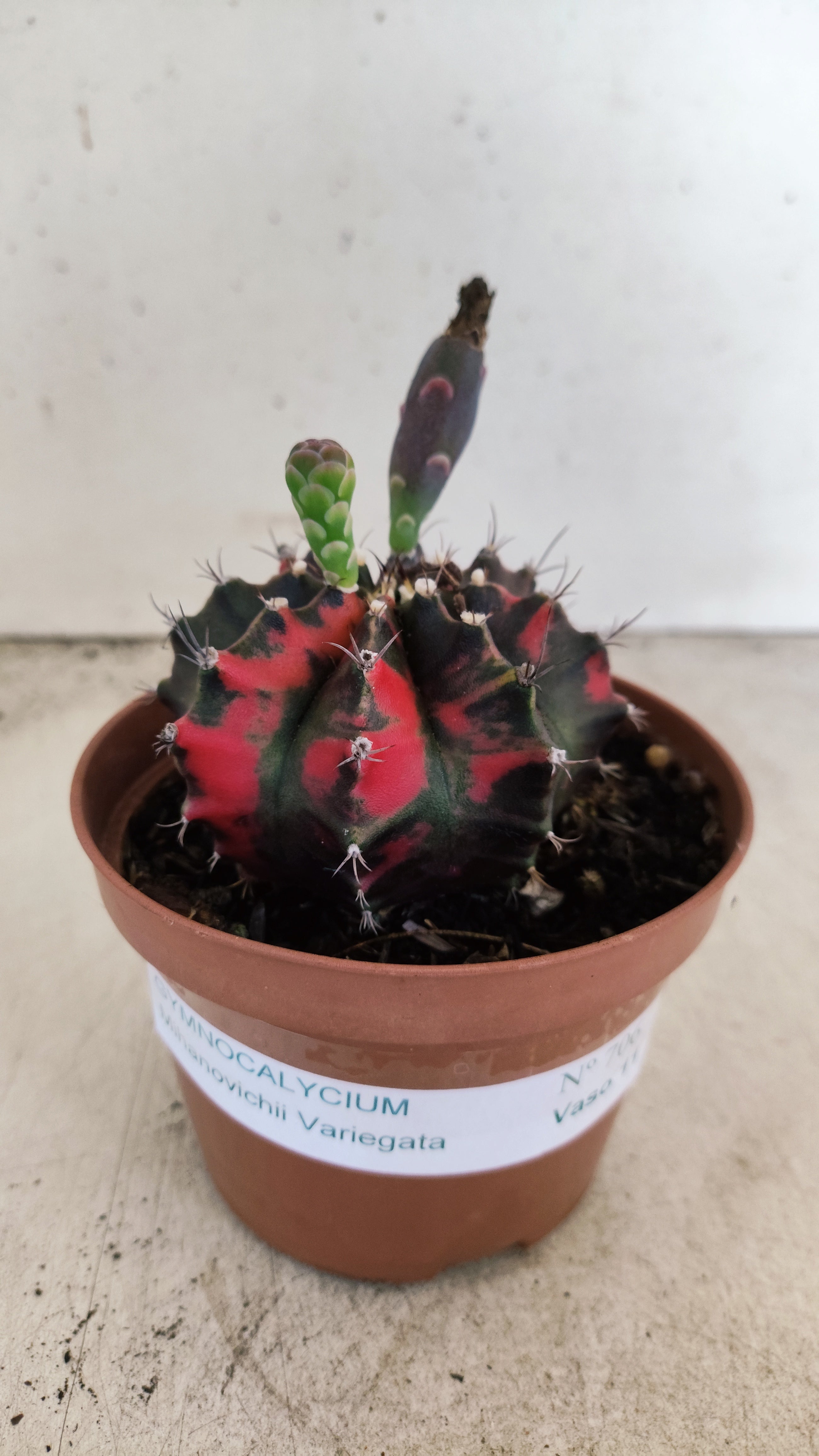 GYMNOCALYCIUM Mihanovichii "Variegata" Nº 706 – vaso 11