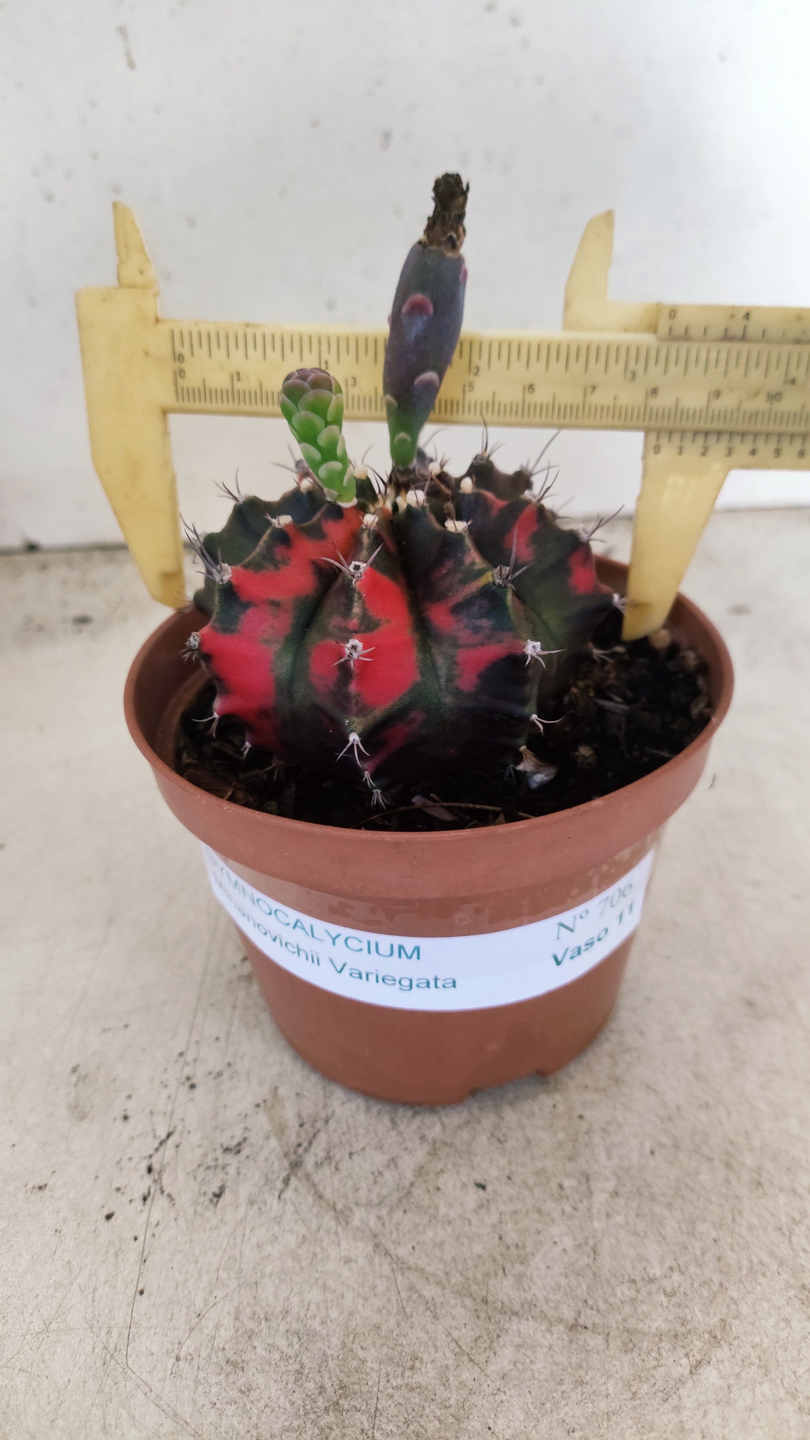 GYMNOCALYCIUM Mihanovichii "Variegata" Nº 706 – vaso 11