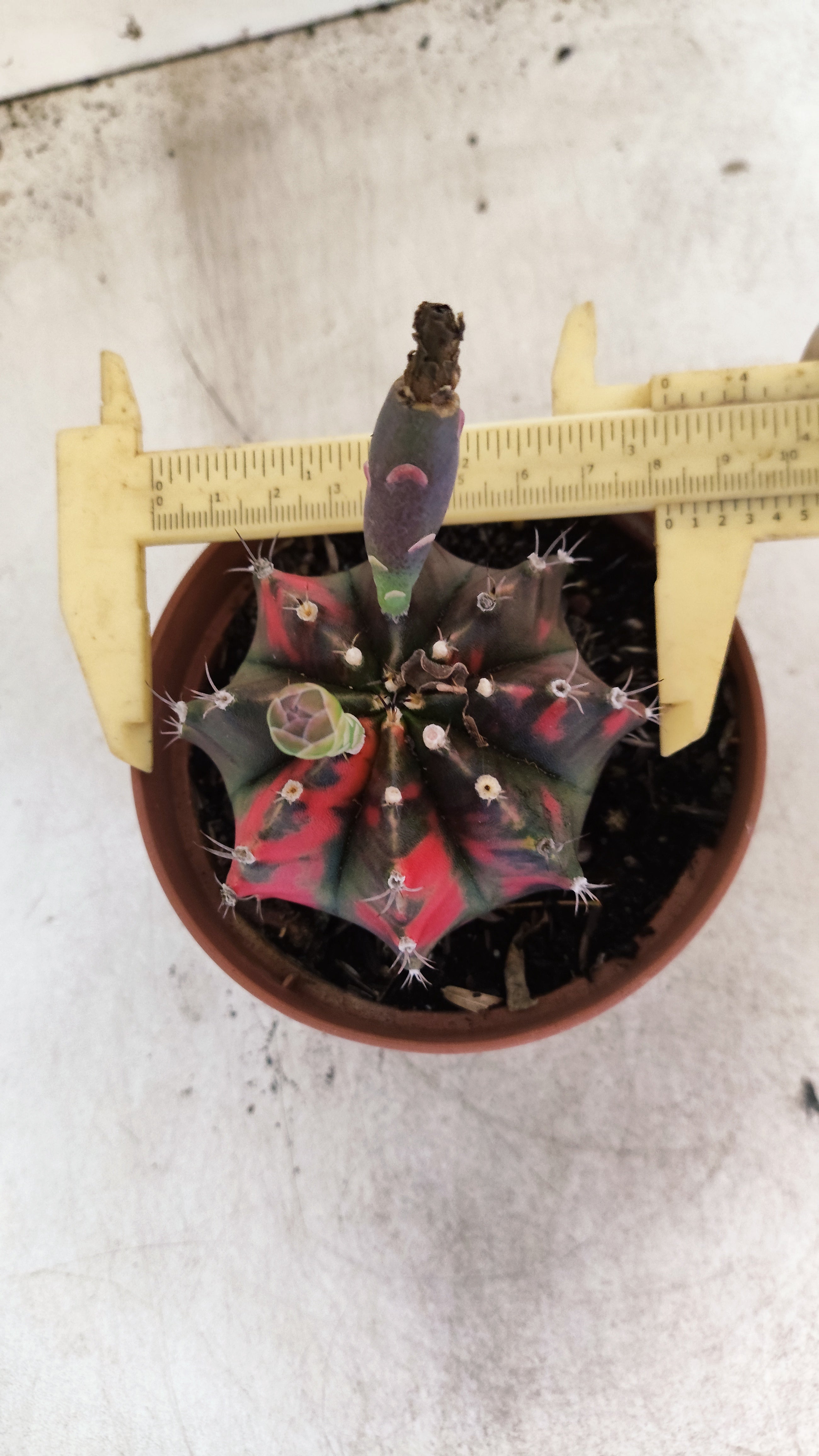 GYMNOCALYCIUM Mihanovichii "Variegata" Nº 706 – vaso 11