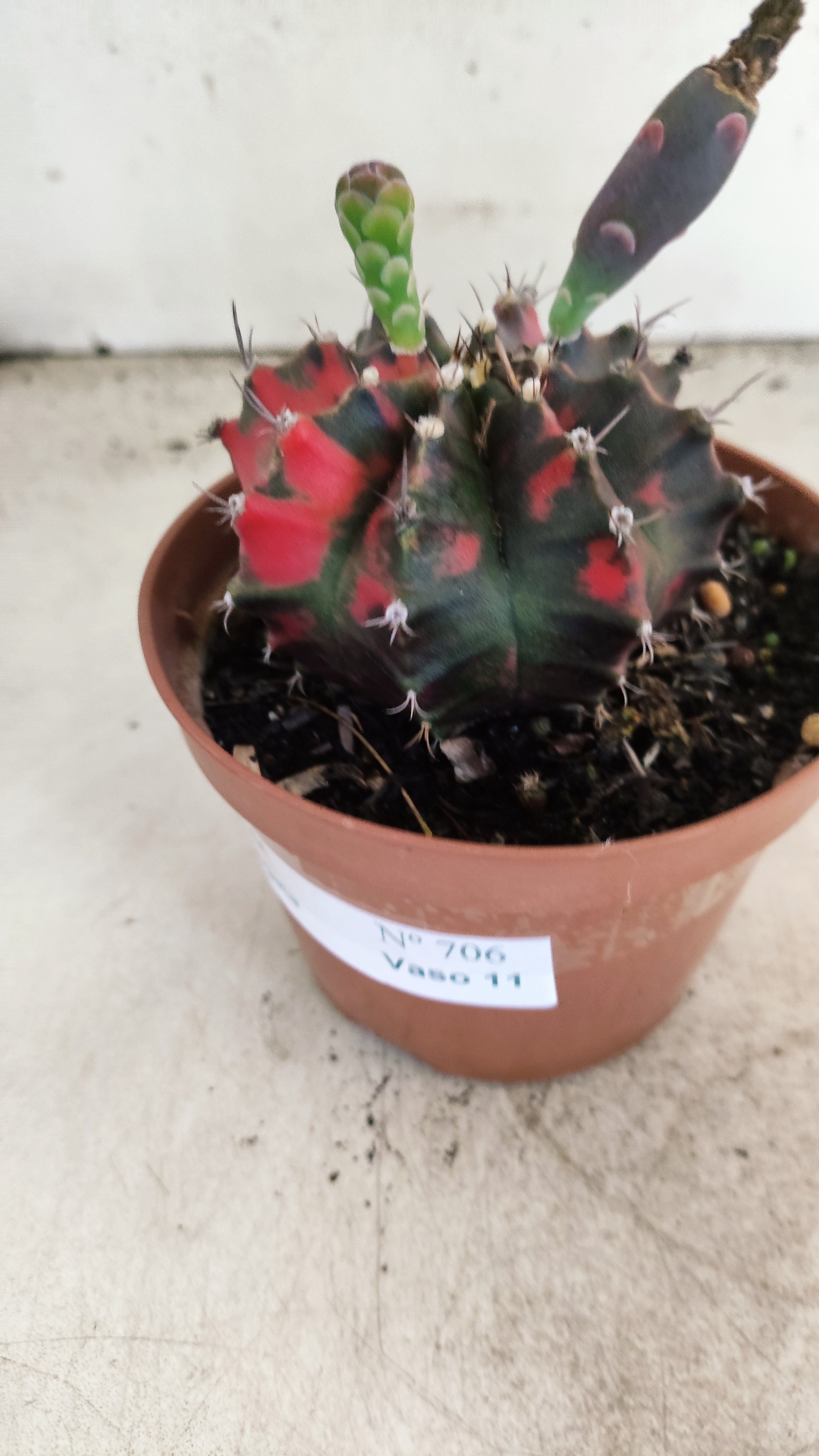 GYMNOCALYCIUM Mihanovichii "Variegata" Nº 706 – vaso 11