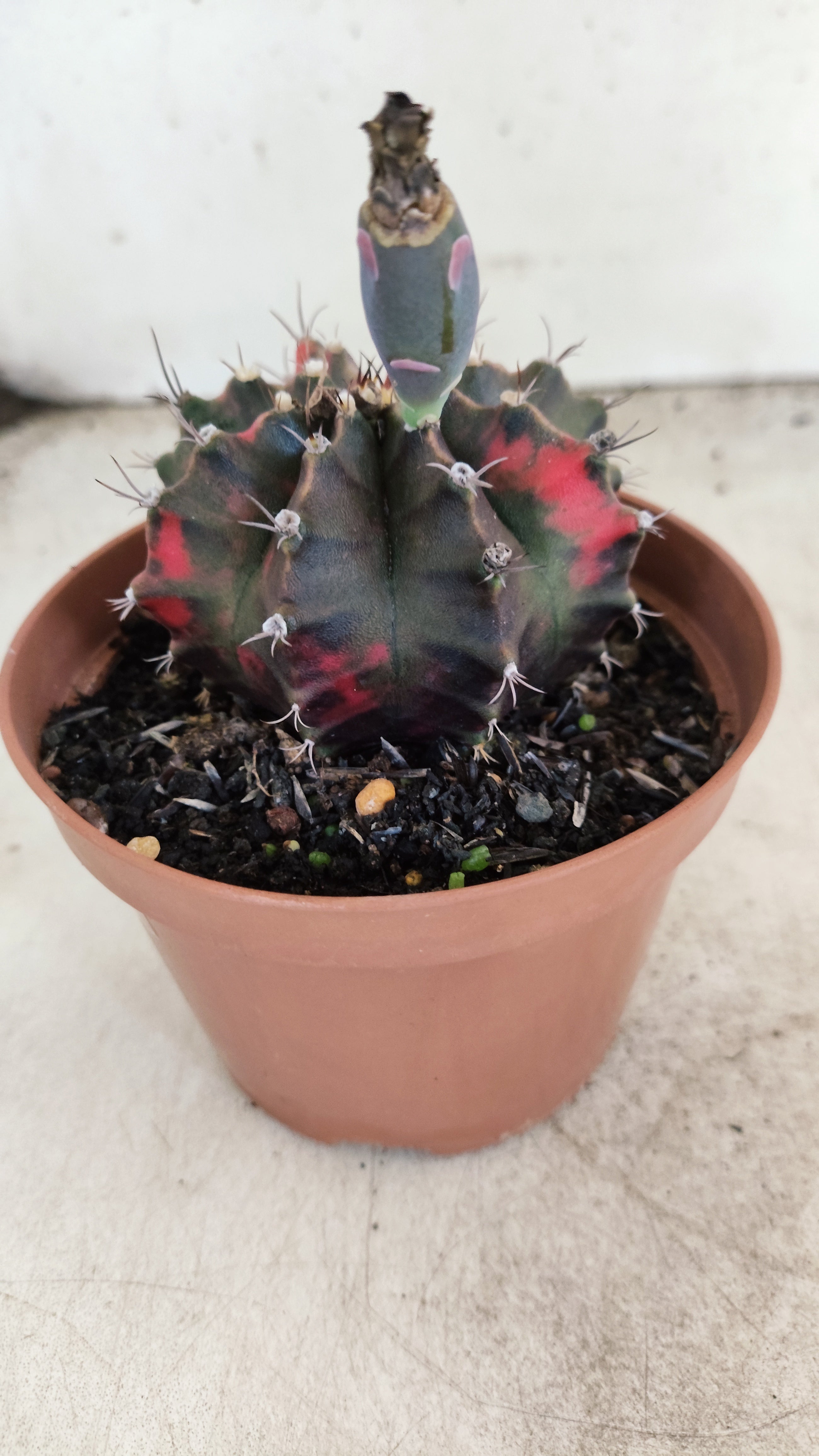 GYMNOCALYCIUM Mihanovichii "Variegata" Nº 706 – vaso 11