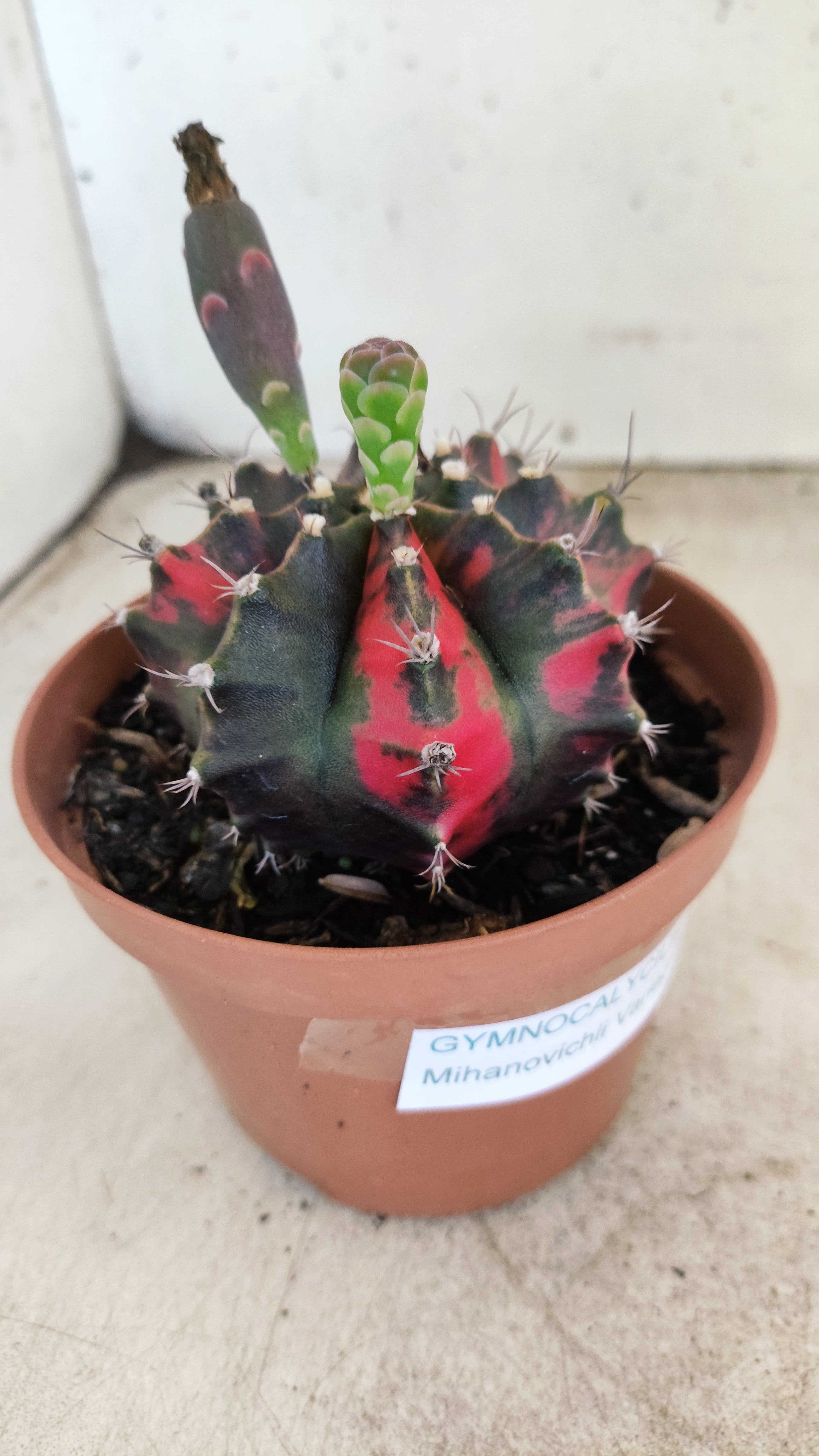 GYMNOCALYCIUM Mihanovichii "Variegata" Nº 706 – vaso 11
