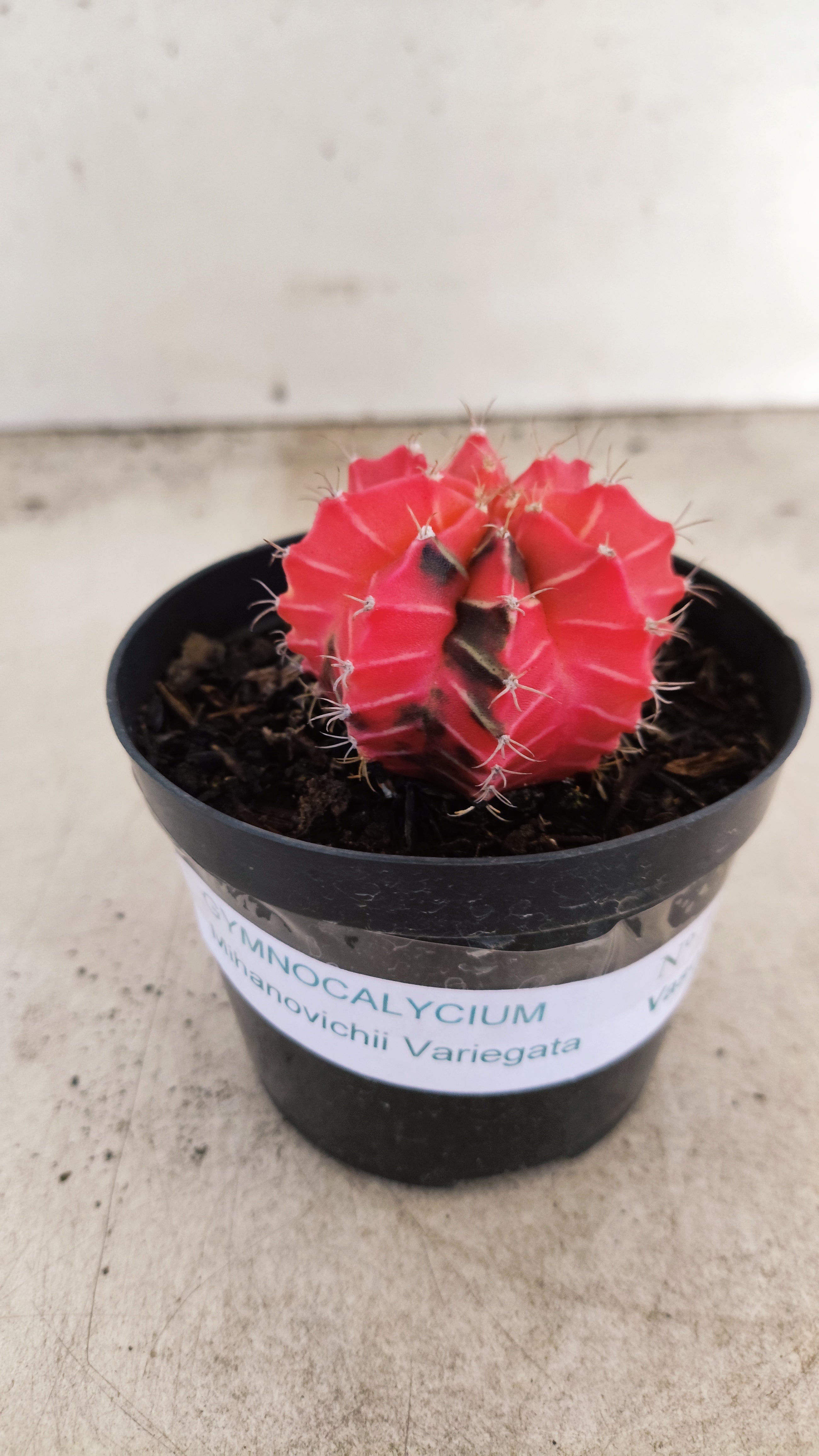 GYMNOCALYCIUM Mihanovichii "Variegata" Nº 707 – vaso 09