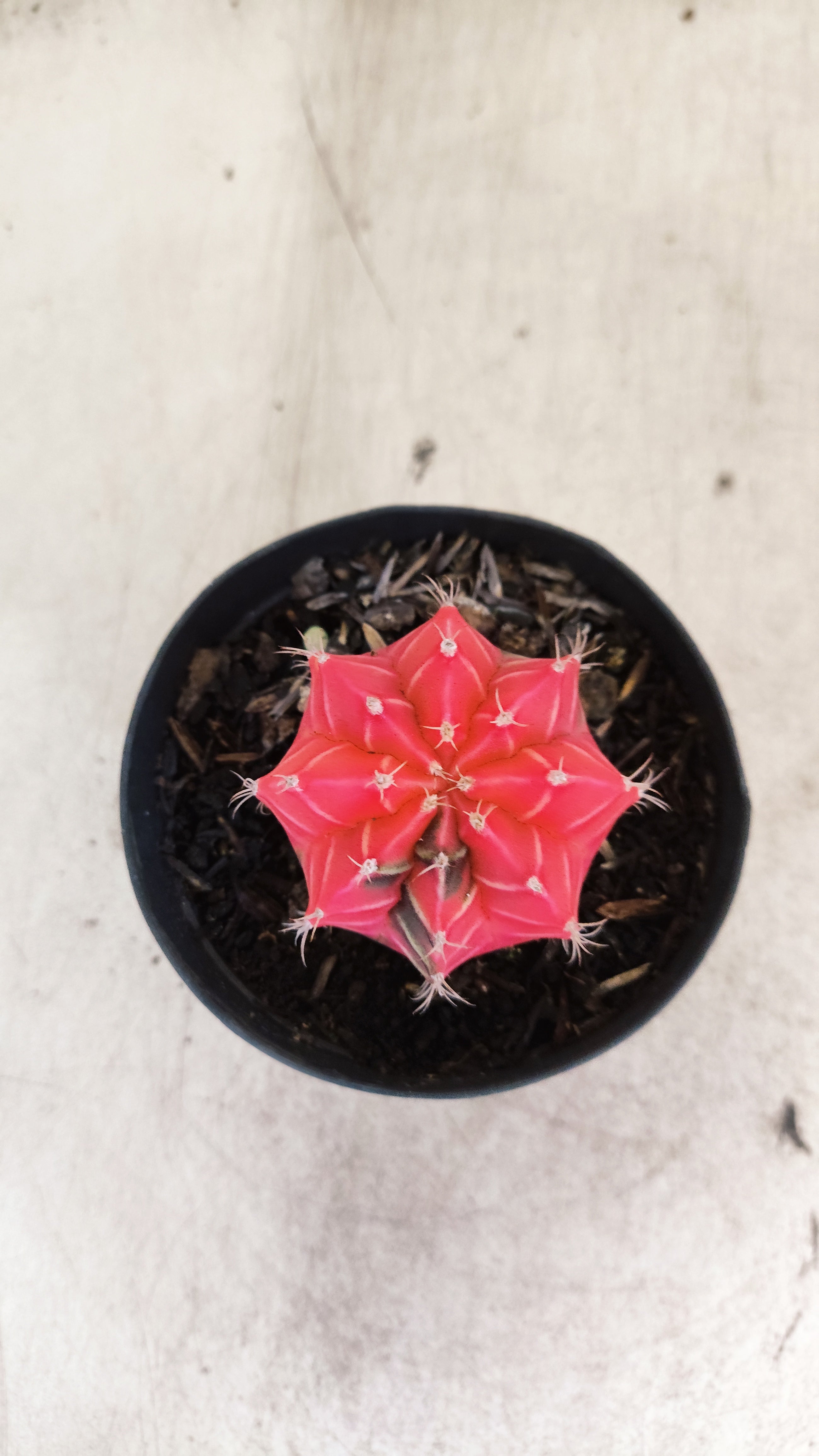 GYMNOCALYCIUM Mihanovichii "Variegata" Nº 707 – vaso 09