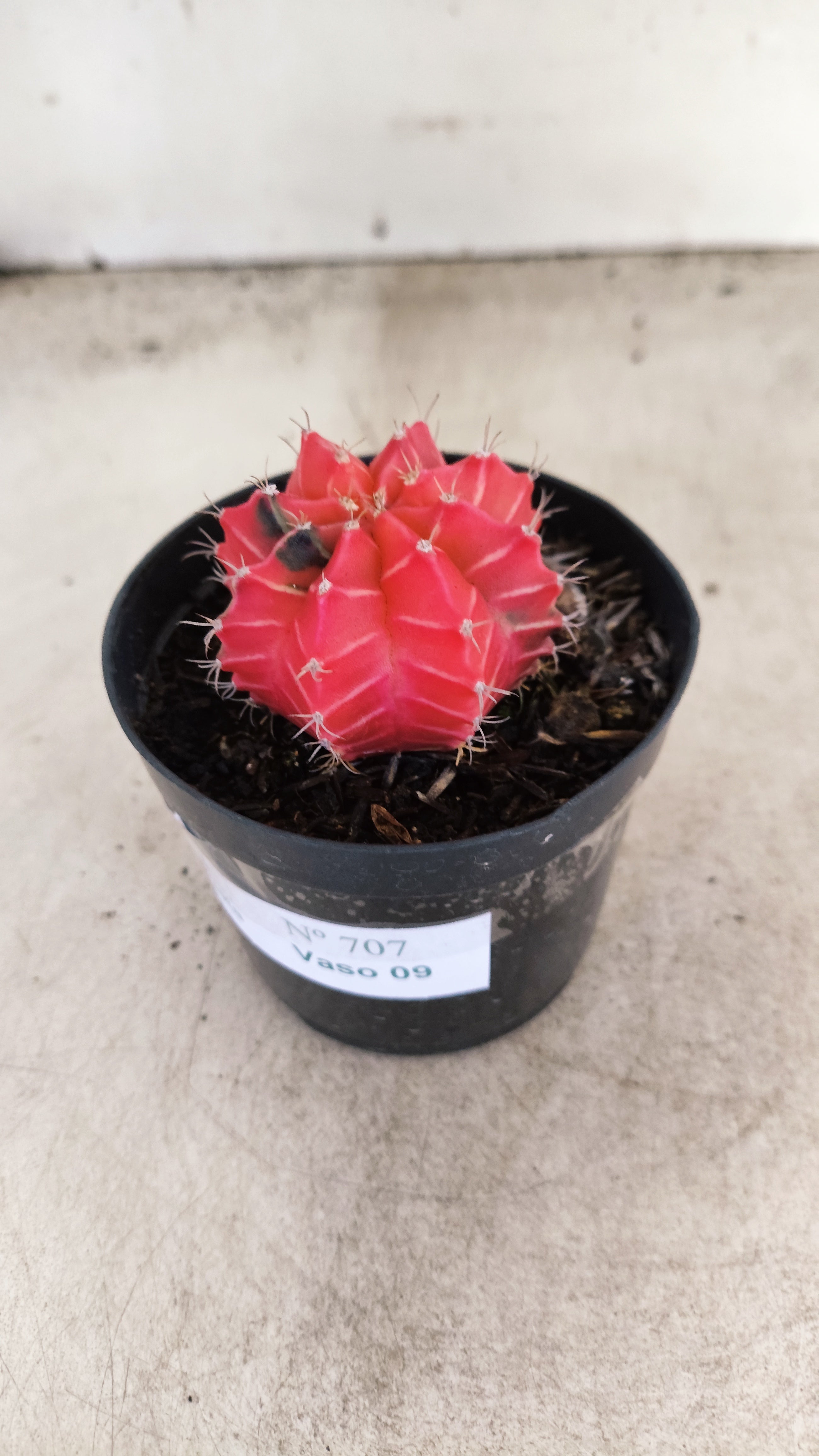 GYMNOCALYCIUM Mihanovichii "Variegata" Nº 707 – vaso 09
