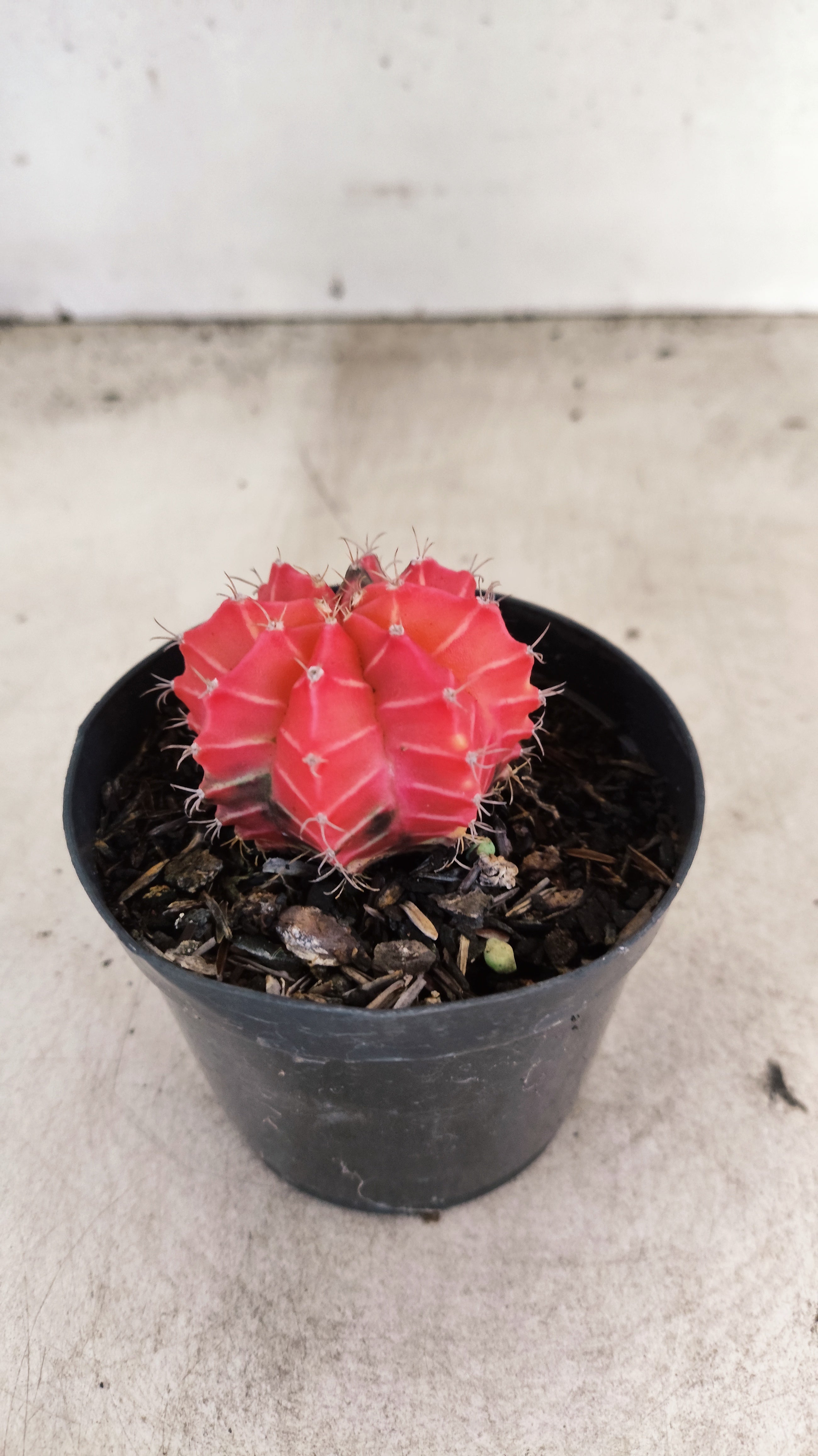 GYMNOCALYCIUM Mihanovichii "Variegata" Nº 707 – vaso 09