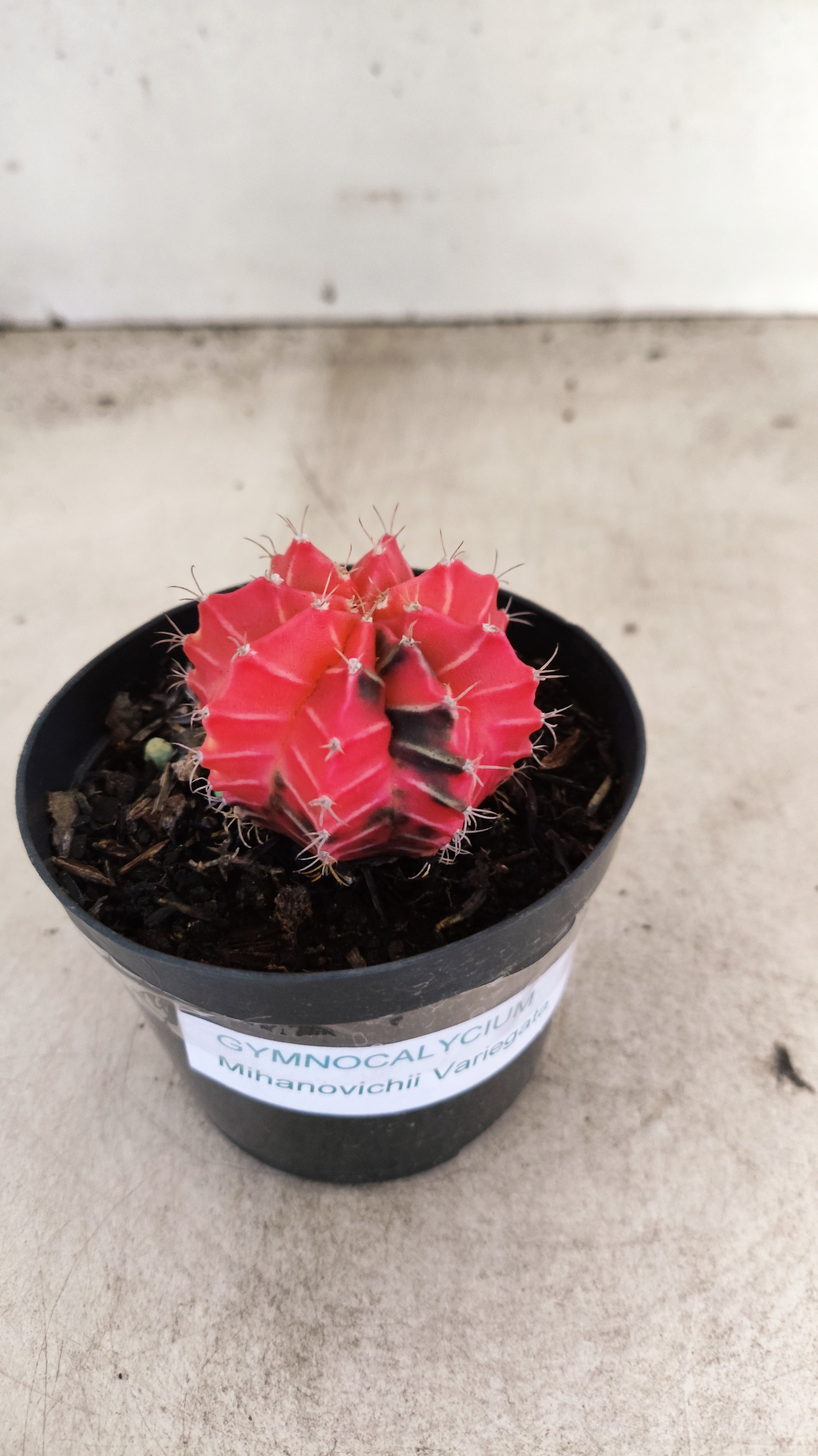 GYMNOCALYCIUM Mihanovichii "Variegata" Nº 707 – vaso 09