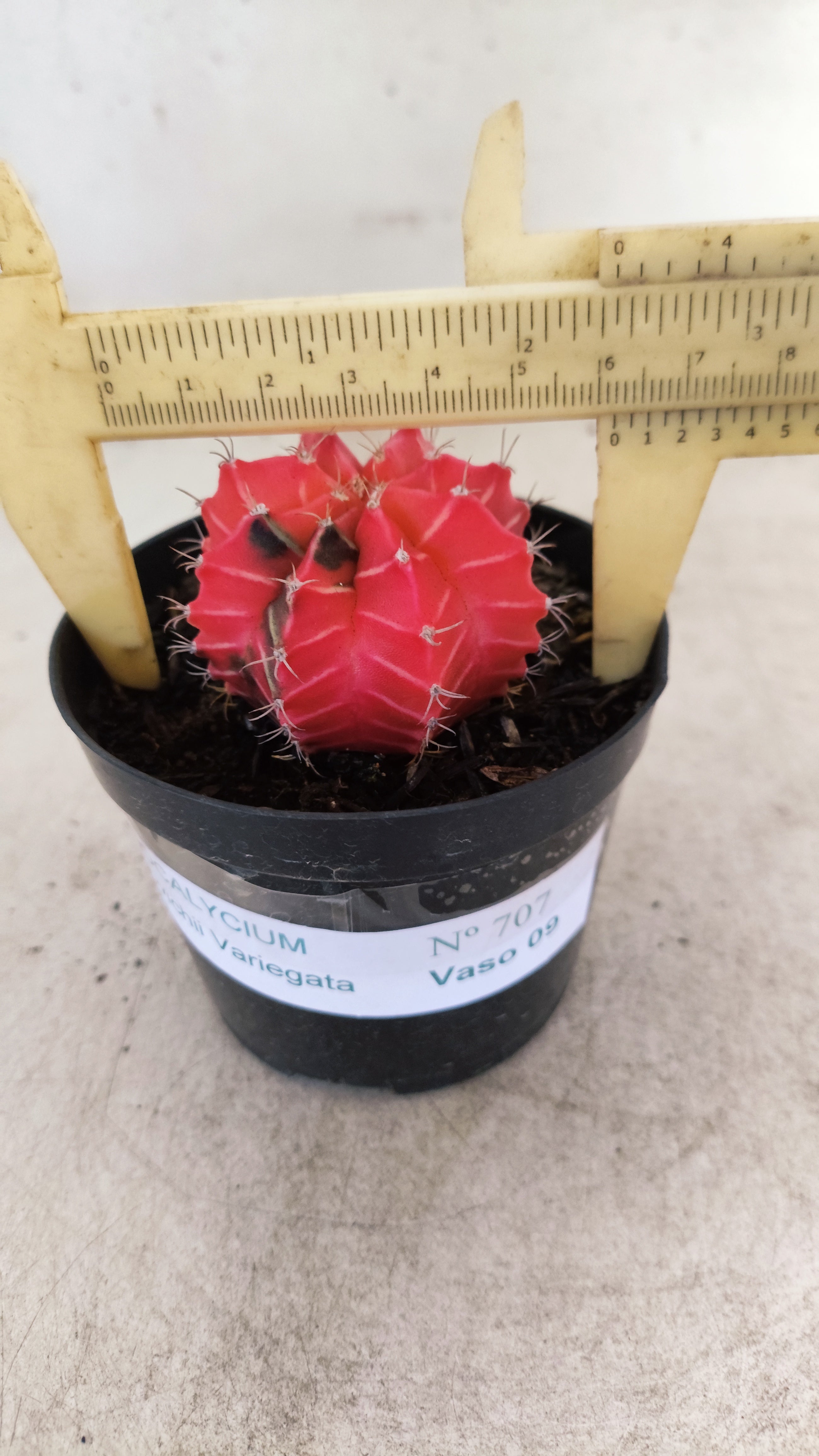 GYMNOCALYCIUM Mihanovichii "Variegata" Nº 707 – vaso 09