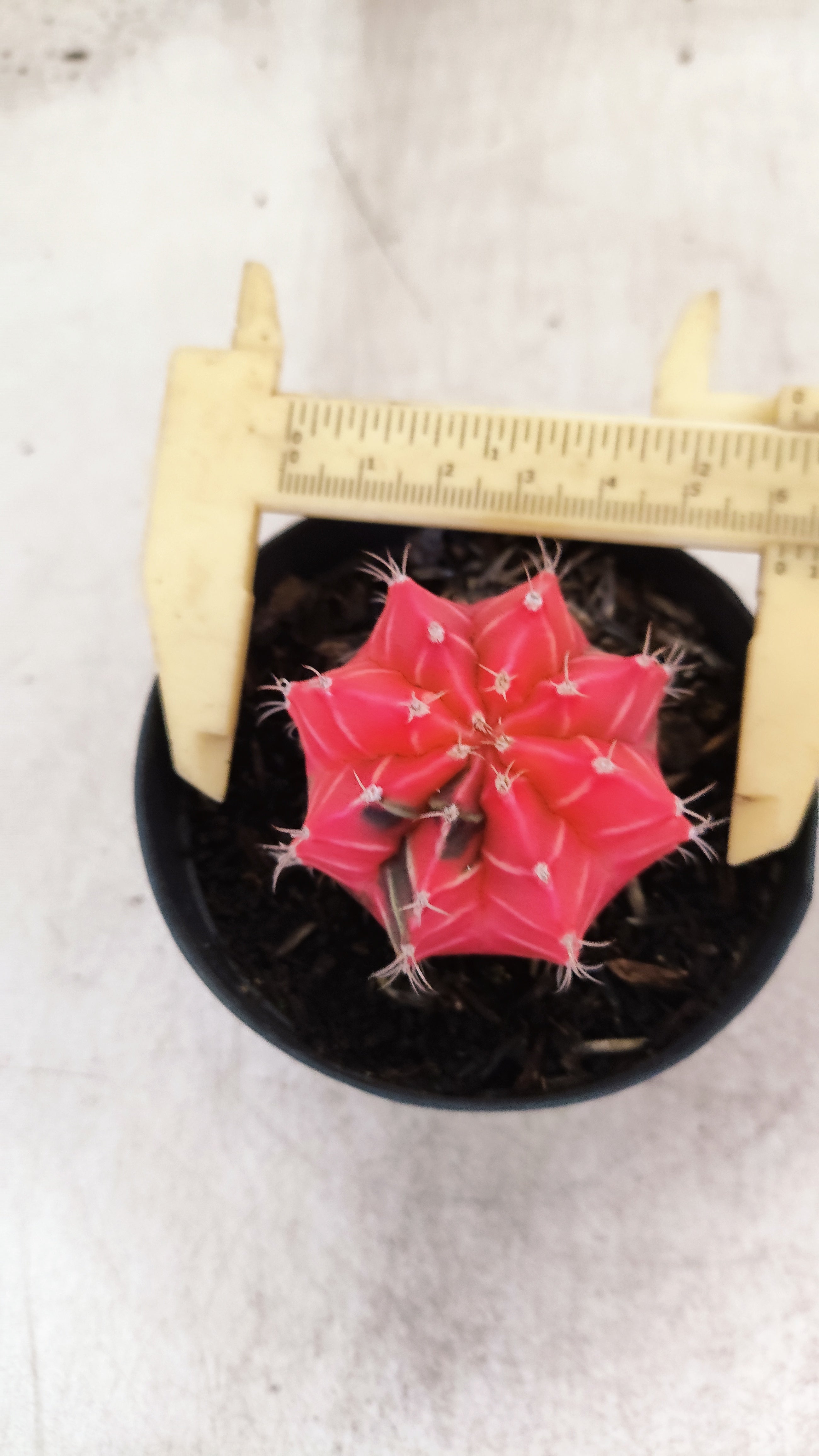 GYMNOCALYCIUM Mihanovichii "Variegata" Nº 707 – vaso 09