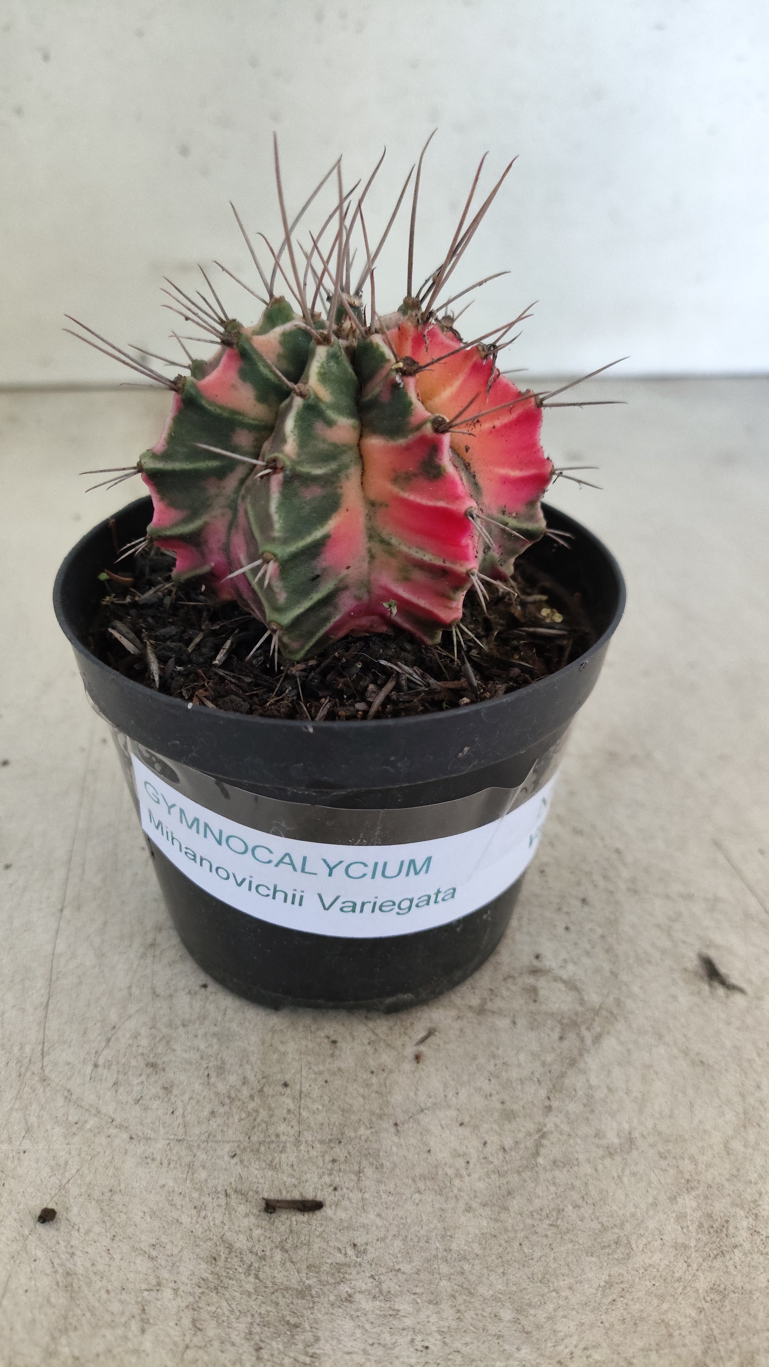 GYMNOCALYCIUM Mihanovichii "Variegata" Nº 708 – vaso 09