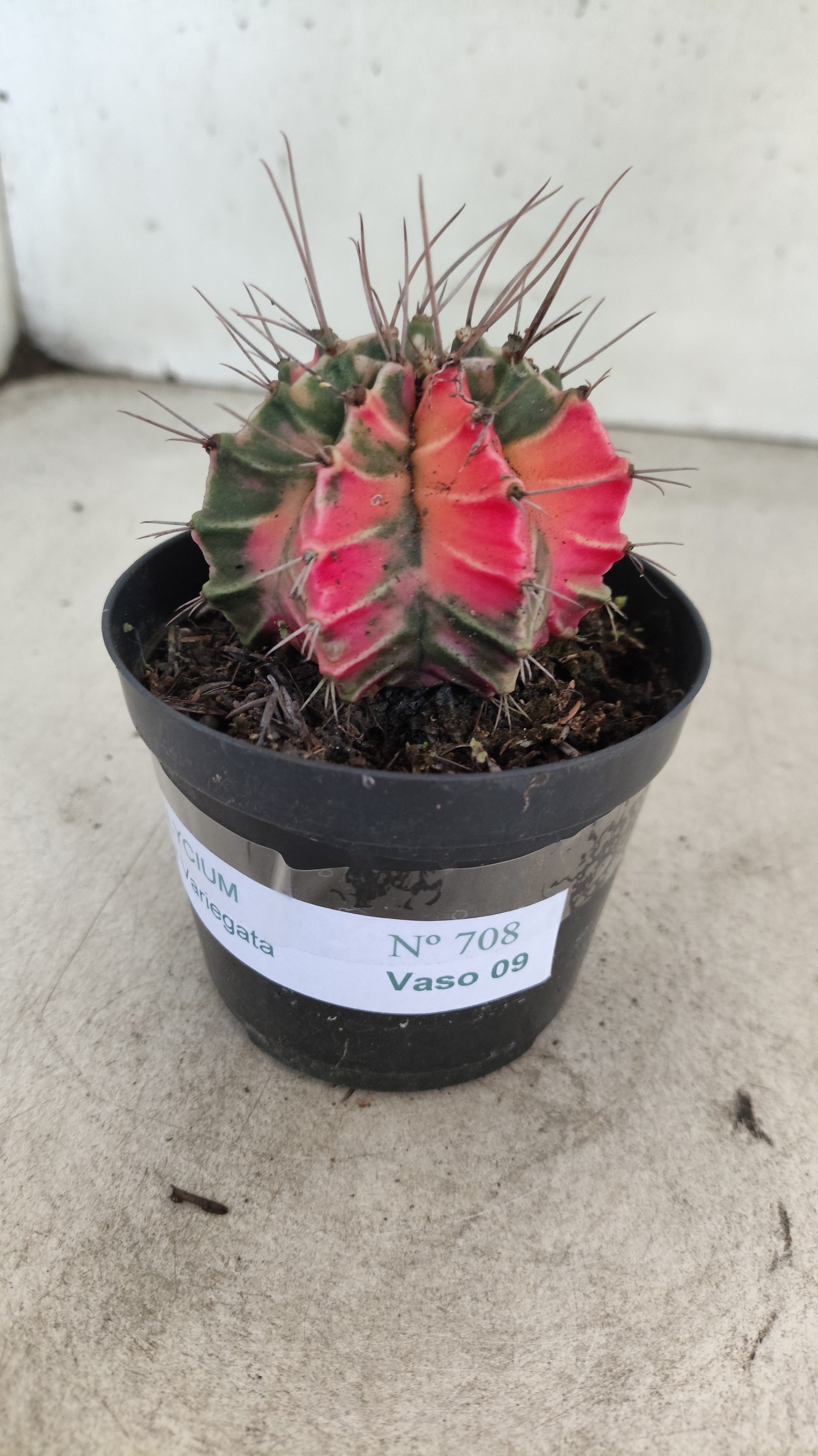 GYMNOCALYCIUM Mihanovichii "Variegata" Nº 708 – vaso 09